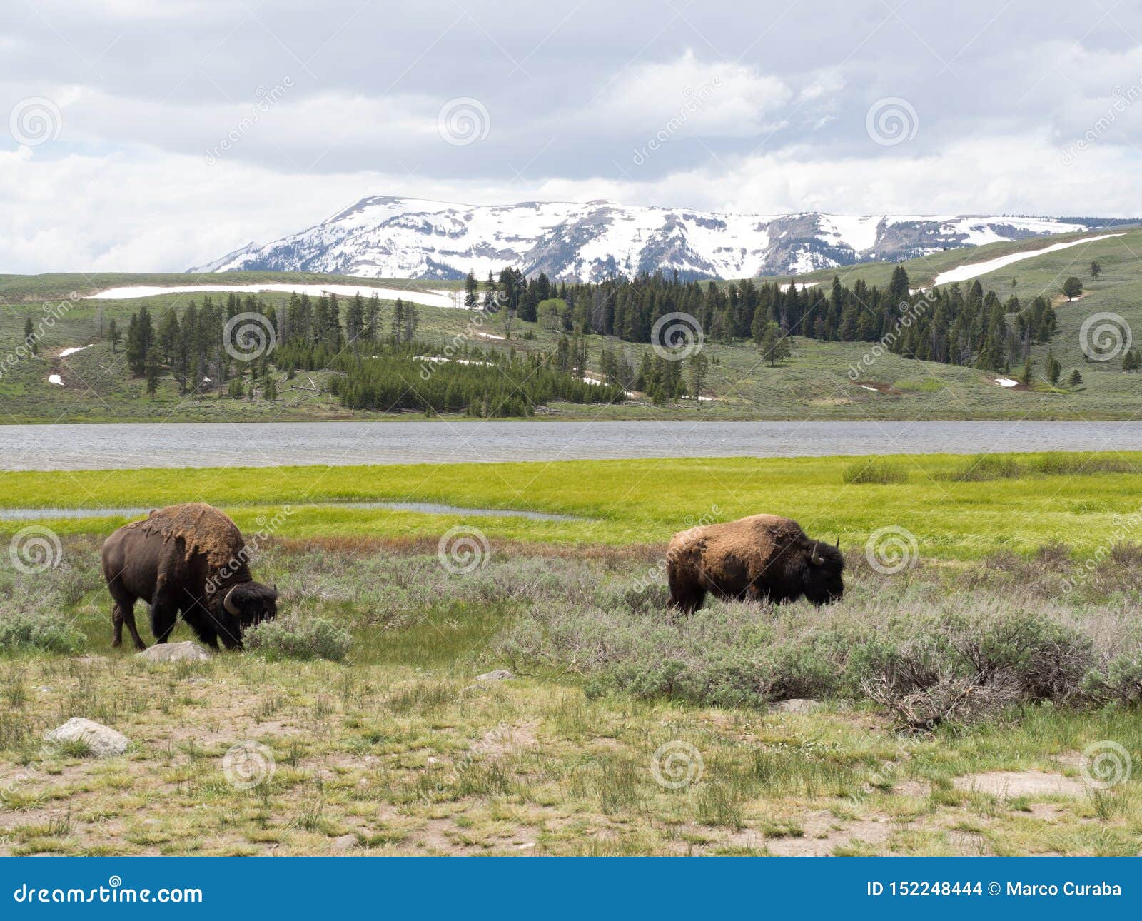 winter scene with bisons in yellowstone national park, wyoming, usa