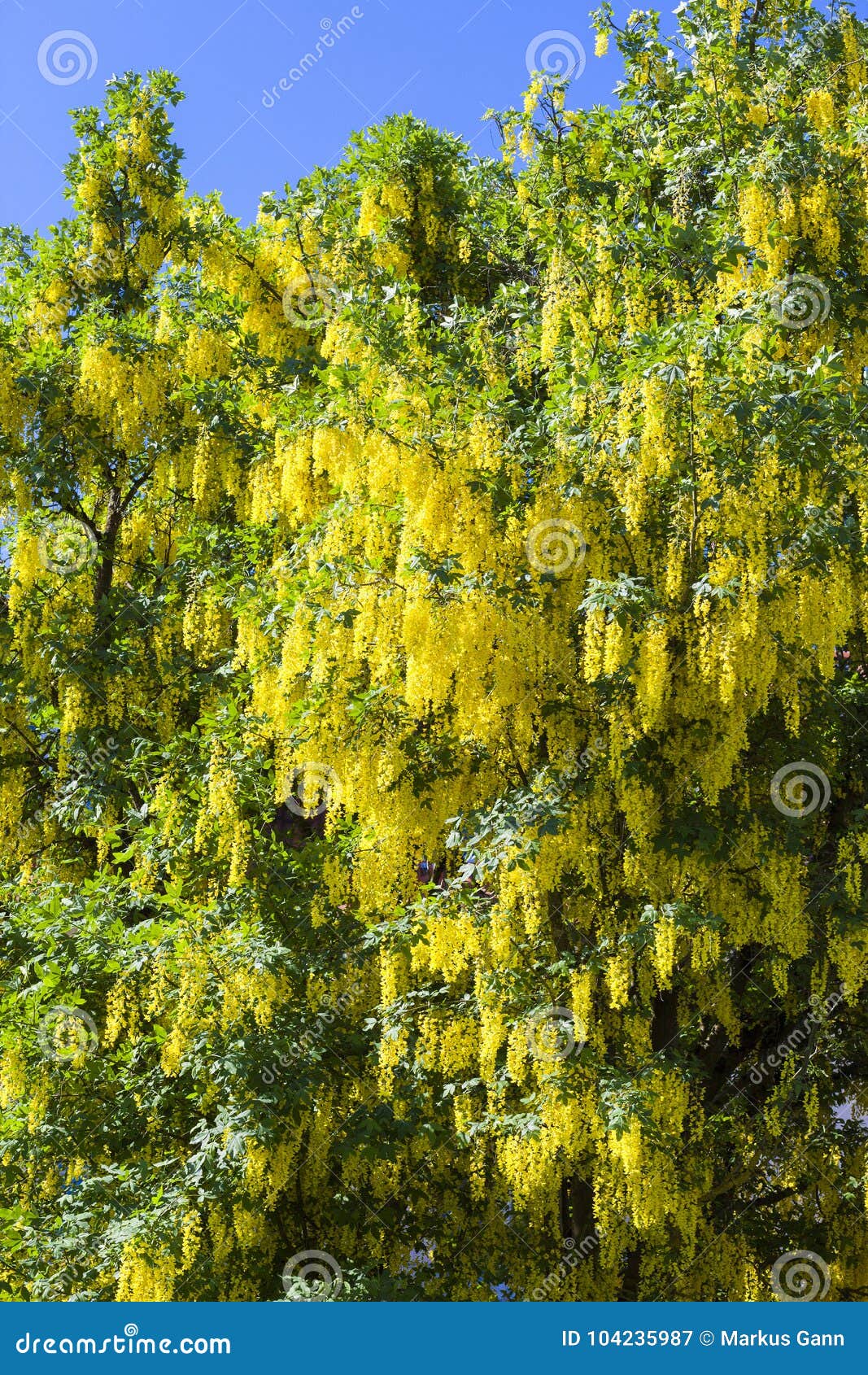 Typical yellow laburnum stock image. Image of rain, flowers - 104235987