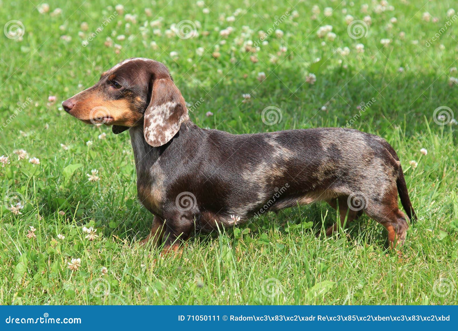 brindle wire haired dachshund