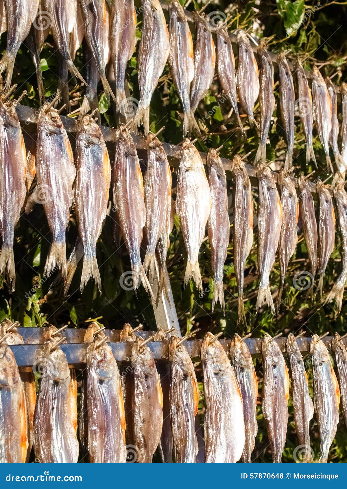 Typisk fisk som namnges misultin. Comoitaly lake Den typiska fisken namngav misultin som torkades i solen