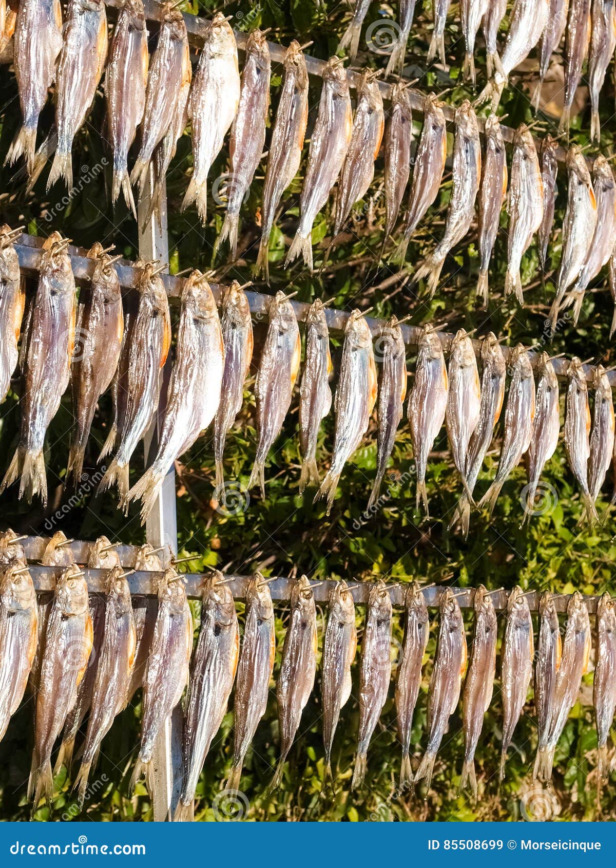 Typisk fisk som namnges misultin. Comoitaly lake Den typiska fisken namngav misultin som torkades i solen