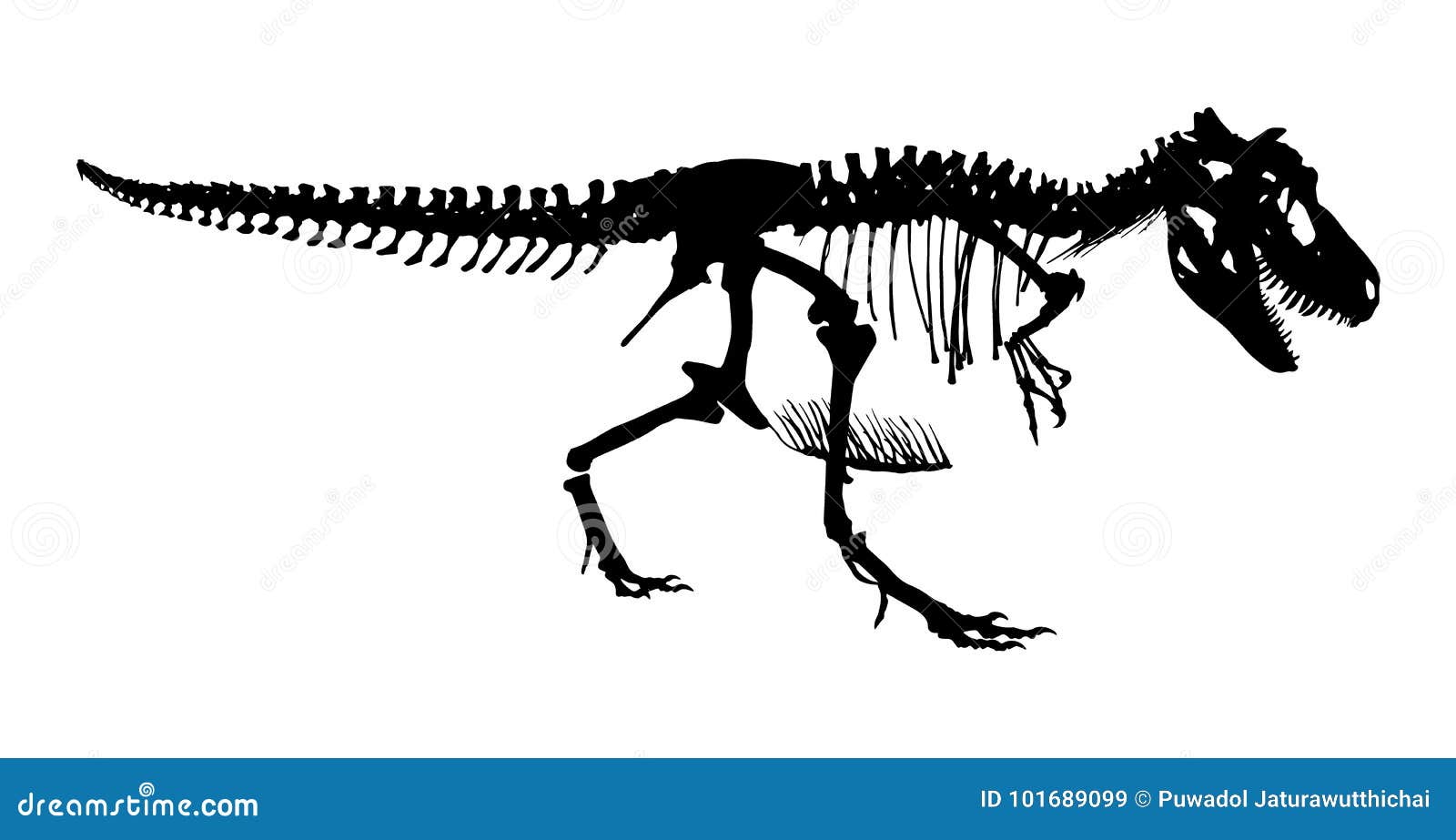 tyrannosaurus rex skeleton . silhouette  . side view
