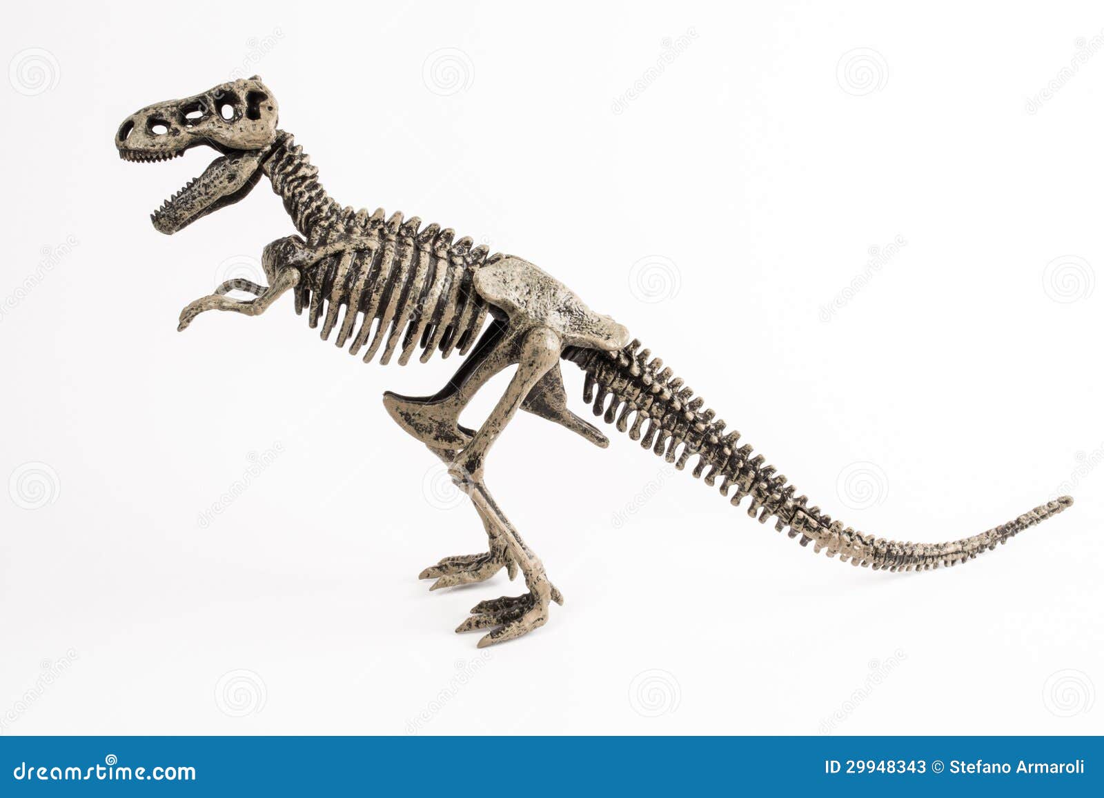 T Rex Skeleton White Background Photos Free Royalty Free Stock Photos From Dreamstime