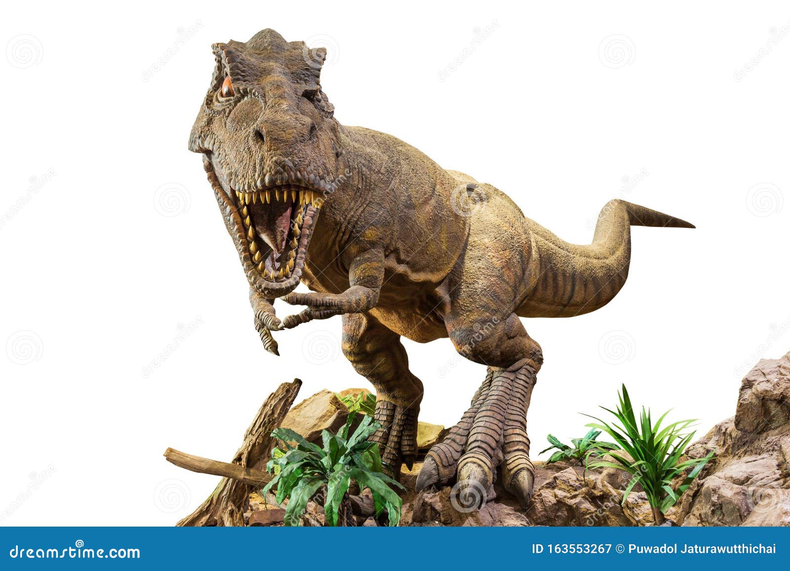 tyrannosaurus rex . t-rex is walking , growling and open mouth on rock . white  background . embedded clipping paths