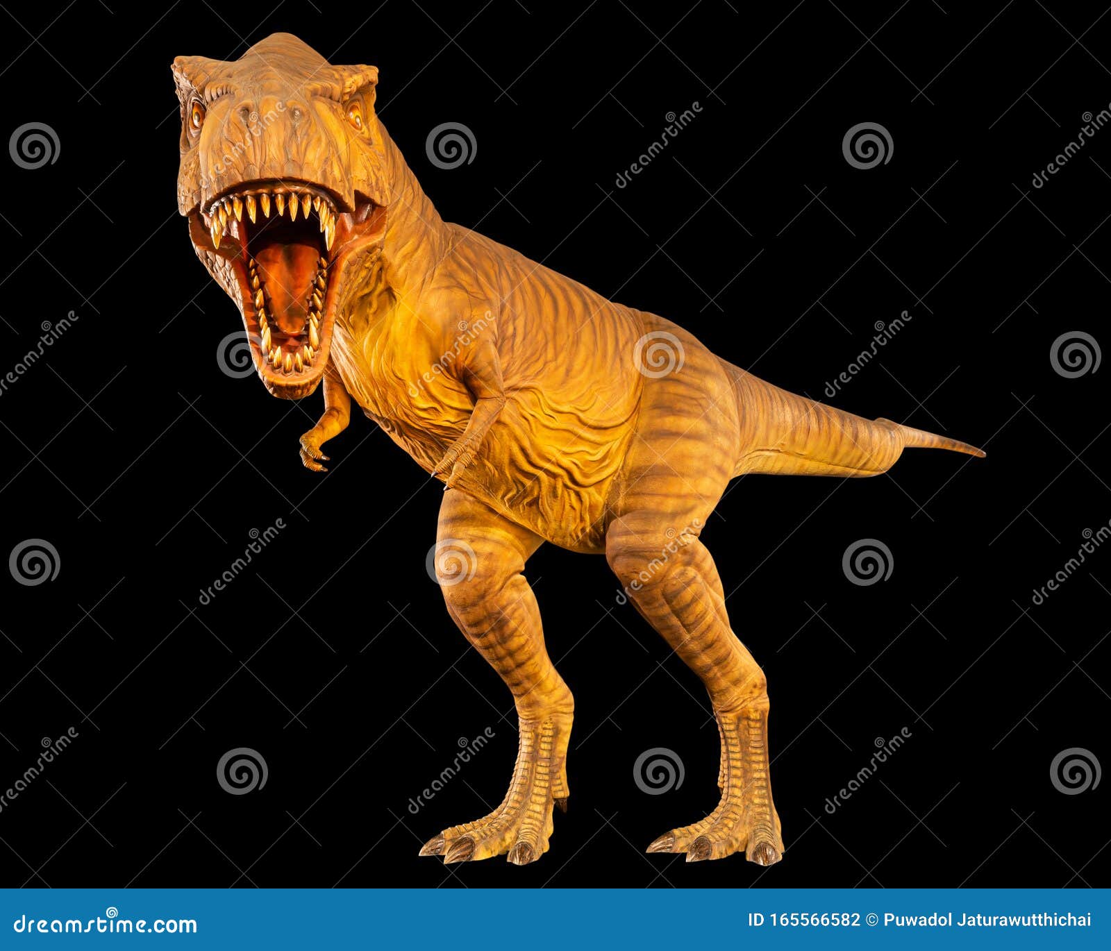 tyrannosaurus rex  t-rex  is walking and open mouth . front view . black  background . dinosaur in jurassic peroid .
