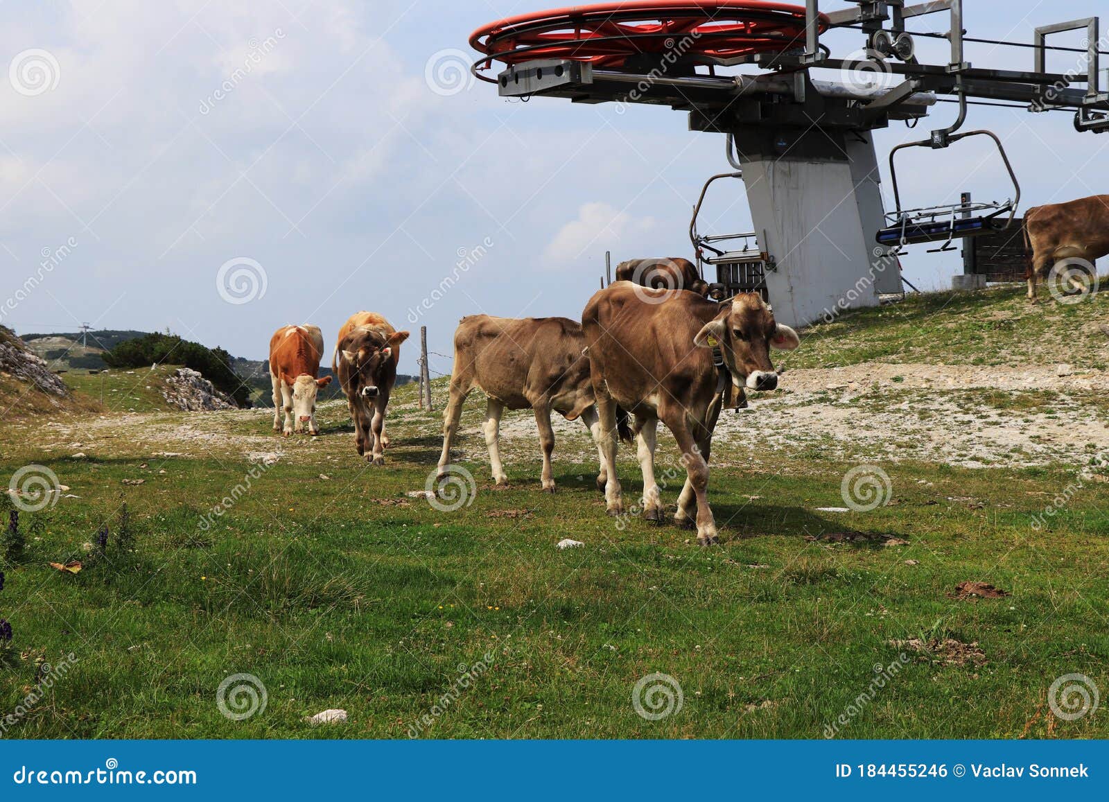 Tyrolean Gray Cattle on Top of Hochkar Mountain, Austrian Alps, Salzburg.  these Gray Cows Look Like they are from Another Stock Photo - Image of  bovine, dairy: 184455246