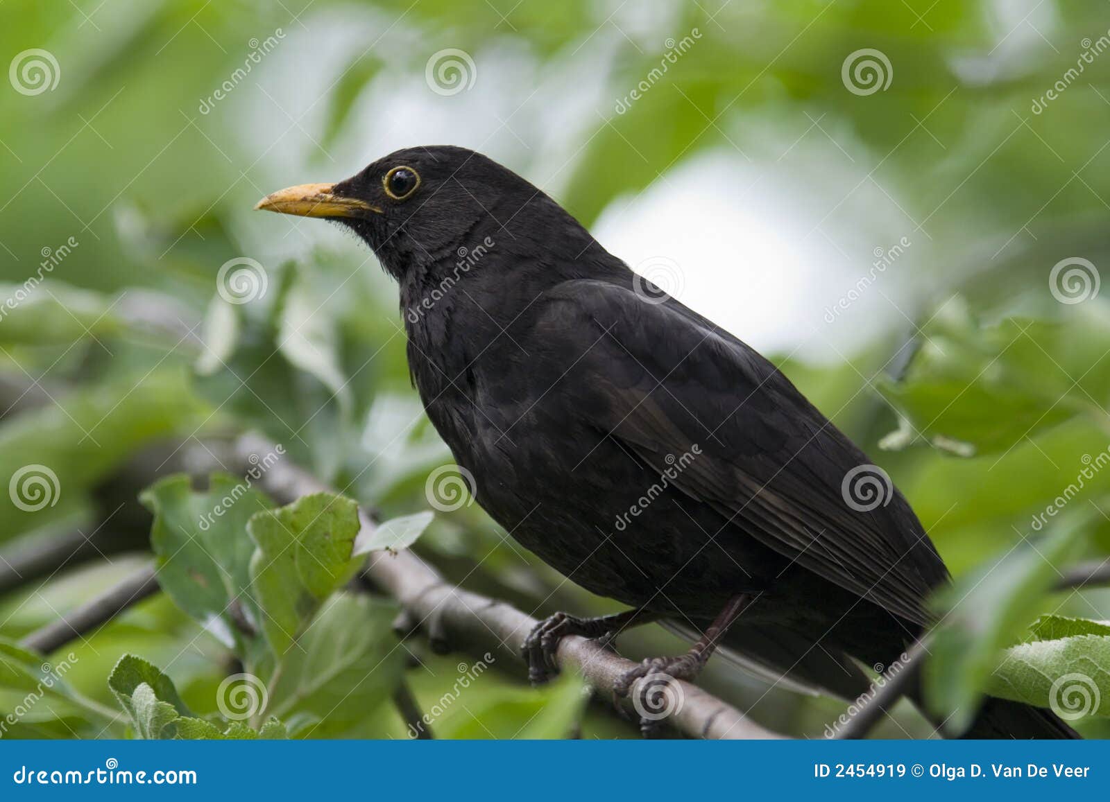 Tät manlig för blackbird upp. Vuxen blackbirdcloseup som från sidan vänder den vänstra manlign mot till treen