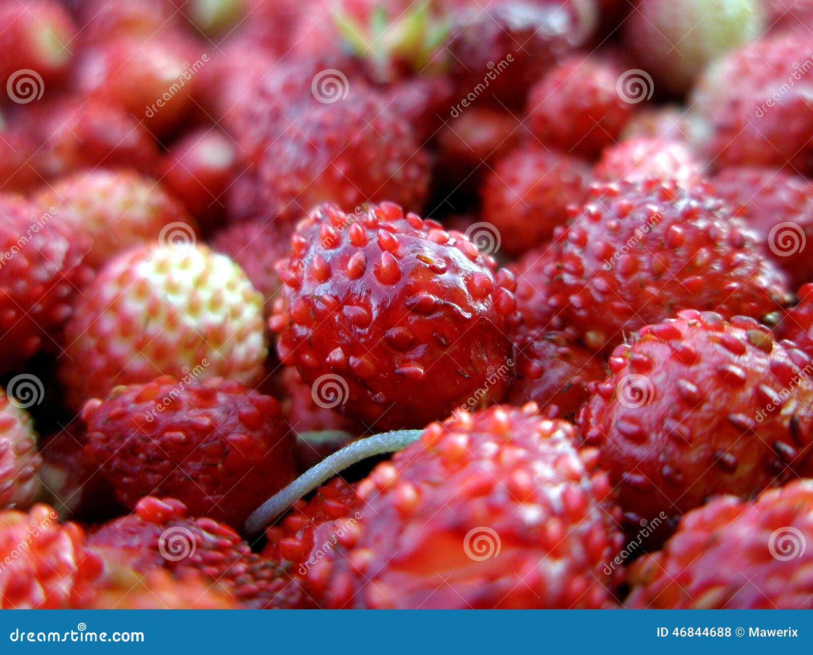 Täta jordgubbar upp. Många lösa jordgubbar i bunken, closeup