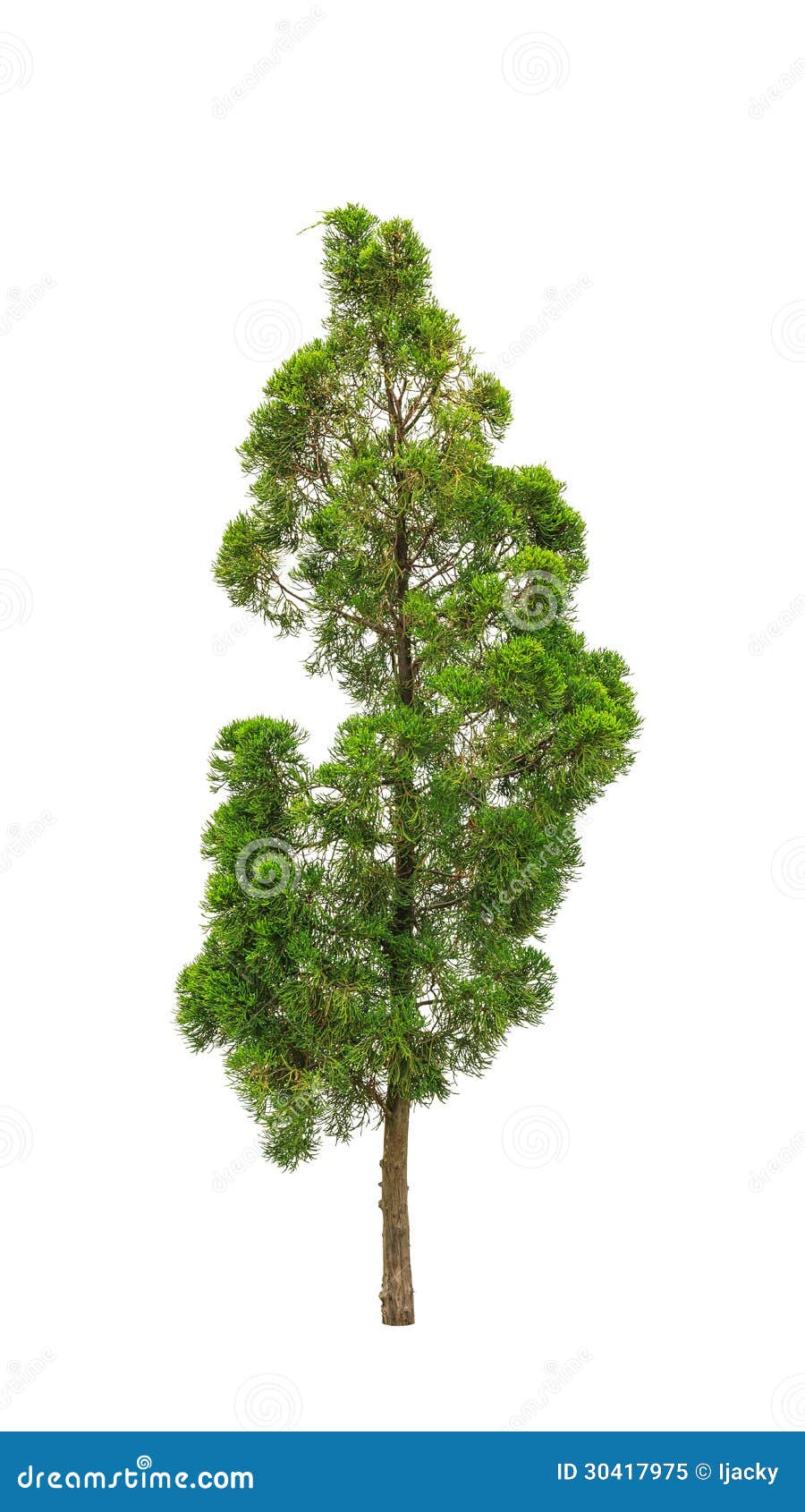 初中暑假日记-杉树日记(优秀篇)