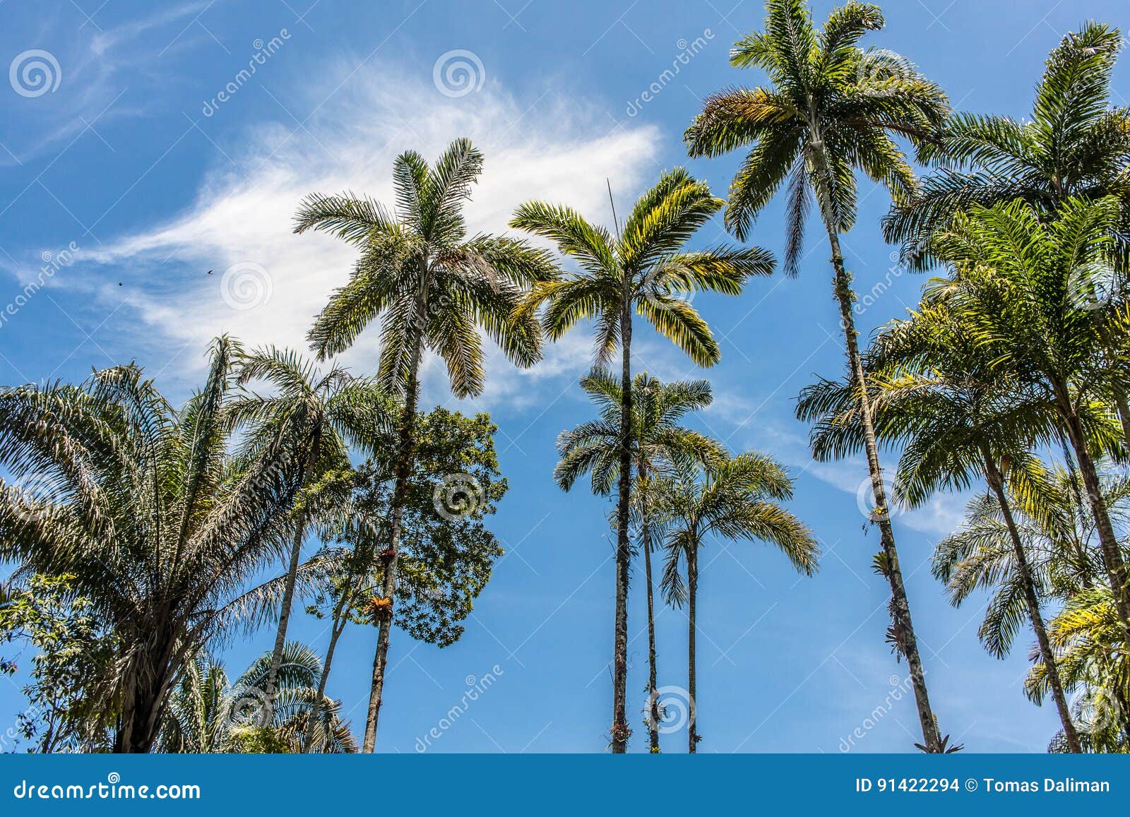 ubatuba beach palms