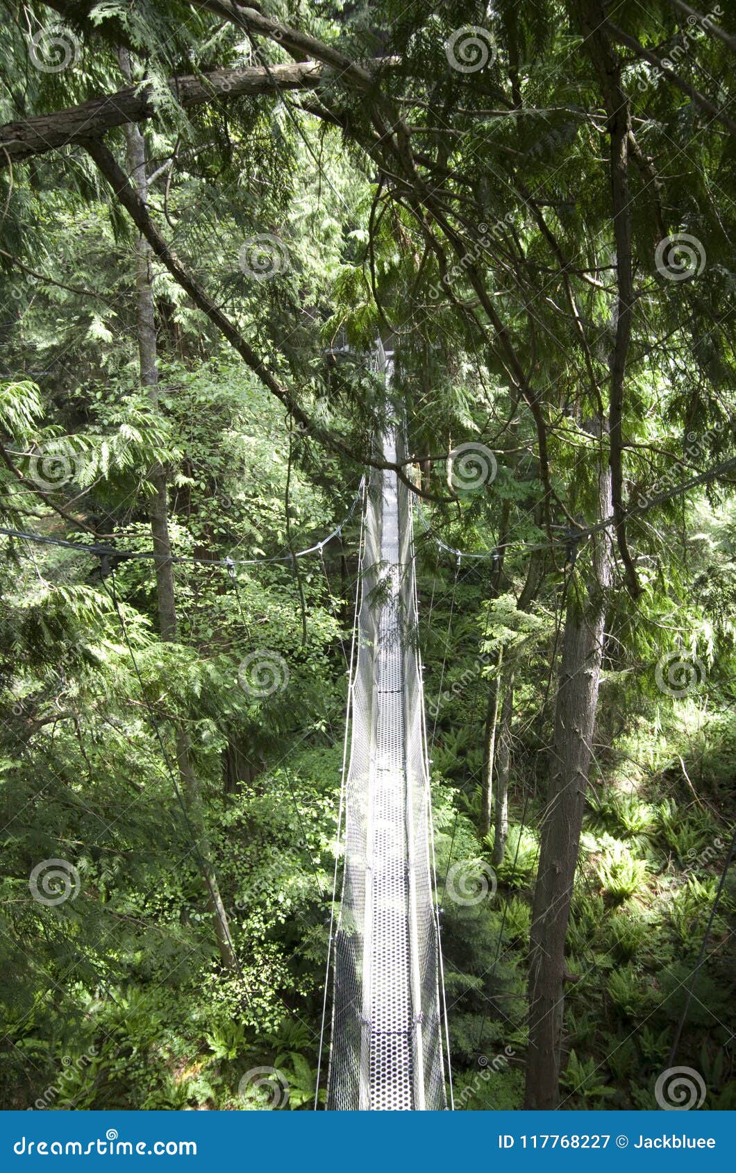 UBC Botanical Garden Canopy Walk Editorial Photography Image of