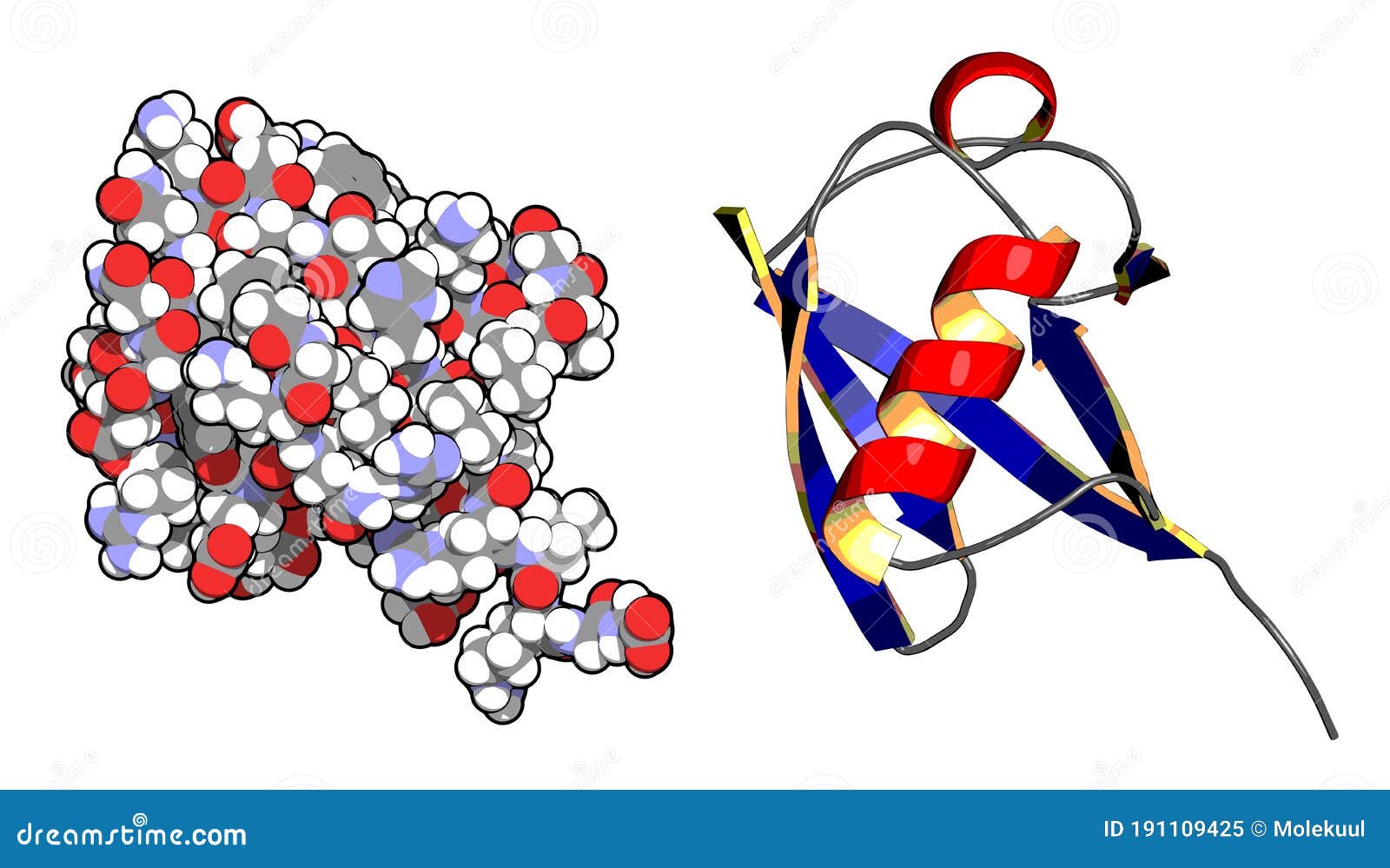 Ubiquitin Protein Molecule, 3D Rendering. Ubiquitin Is A Molecular Tag That Indicates Proteins Marked For Recycling. Cartoon Royalty-Free Stock Photo