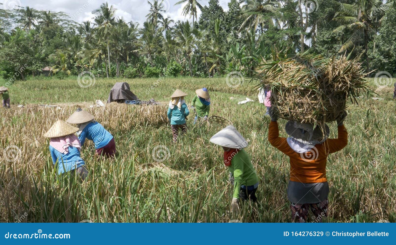 Ubud Indonesia March 15 2018 Wide Shot Of Women Harvesting Rice In A Paddy On Bali