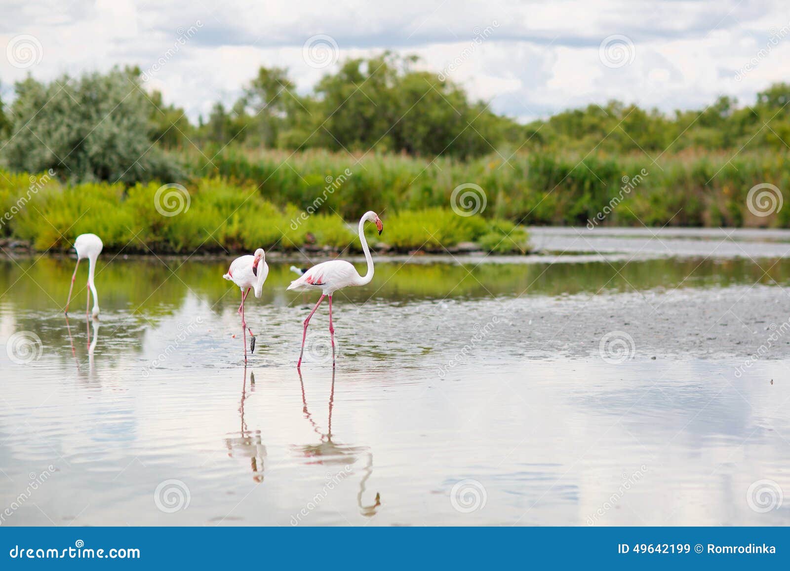 Uccelli selvaggi del fenicottero nel lago in Francia, Camargue, Provenza