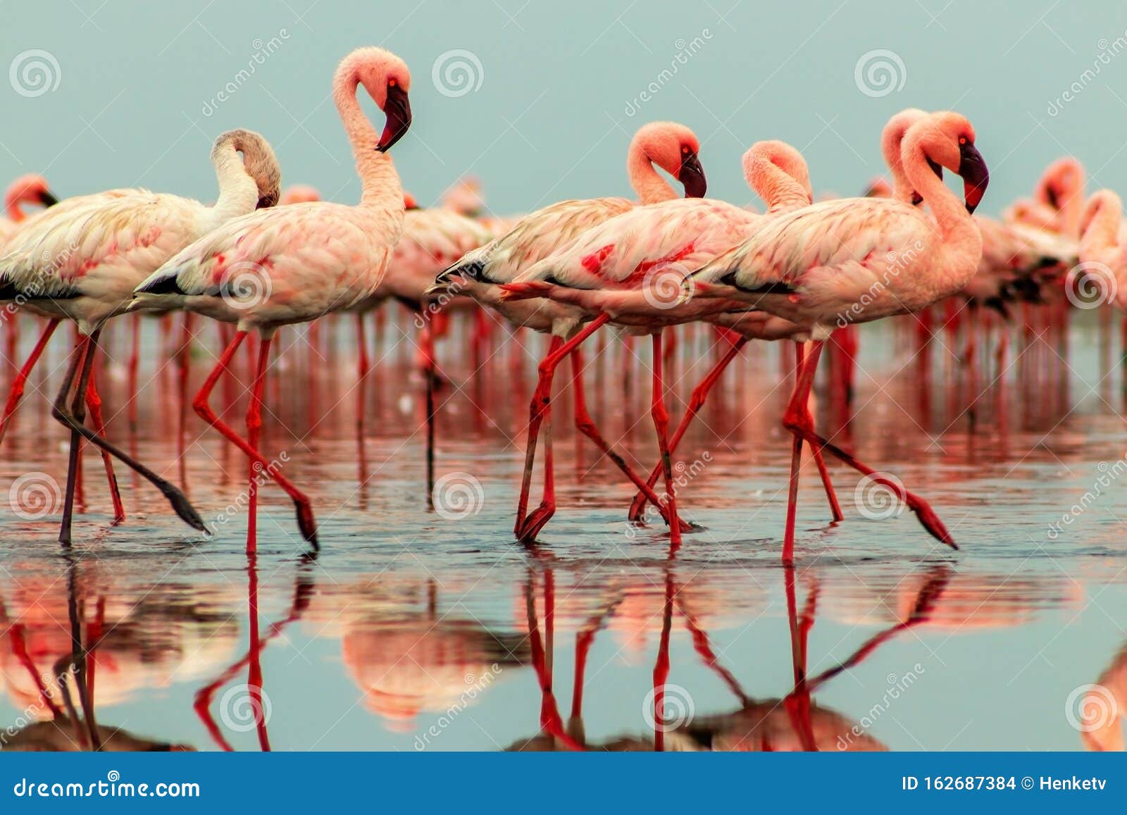 Uccelli selvatici africani Gruppo di uccelli rosso di fenicottero sulla laguna blu Walvis bay, Namibia