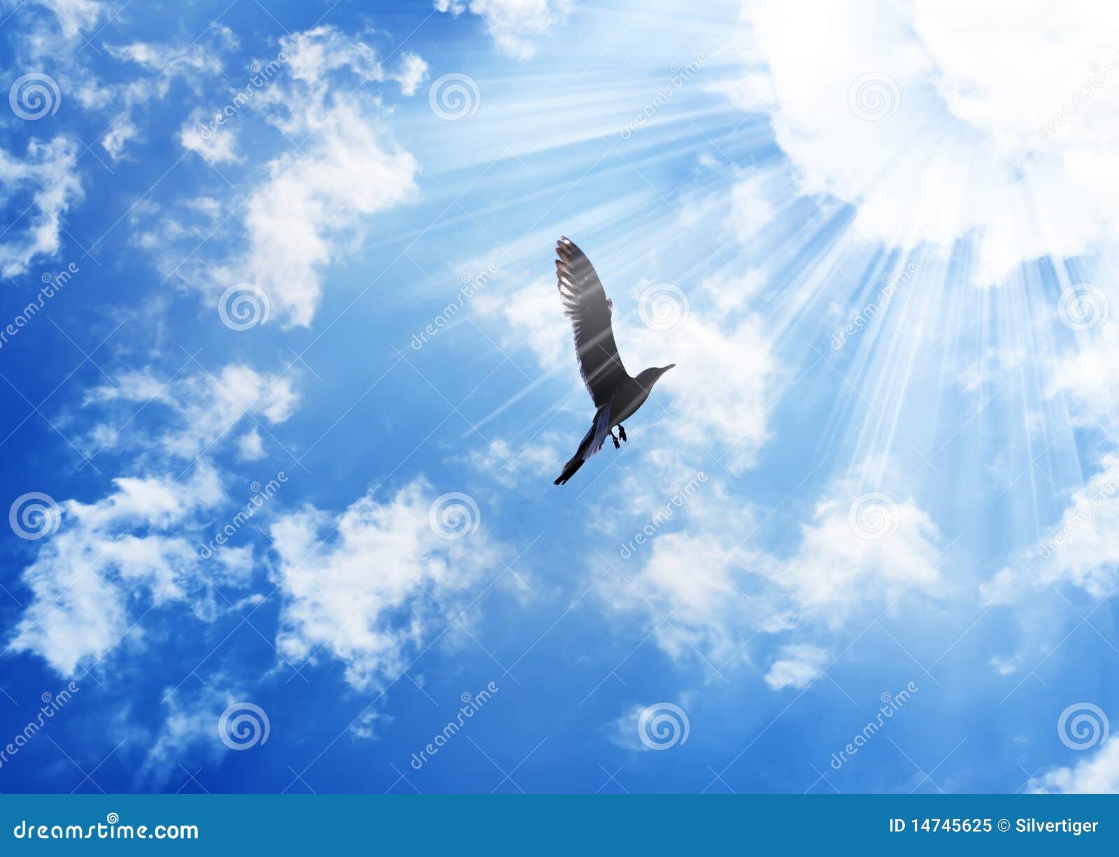 Uccello che vola al sole immagine stock Immagine di 