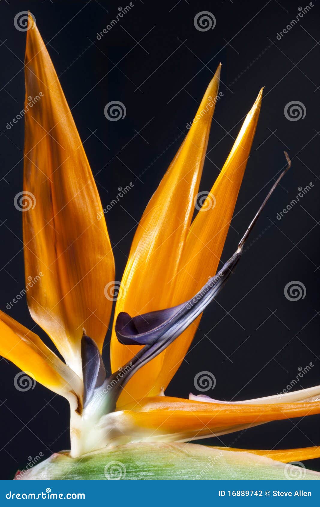 L'uccello del fiore di paradiso è una pianta africana del sud relativa alla banana. Sopporta un fiore irregolare con una linguetta proiettante lunga. Genere Strelitzia, Strelitziaceae della famiglia.