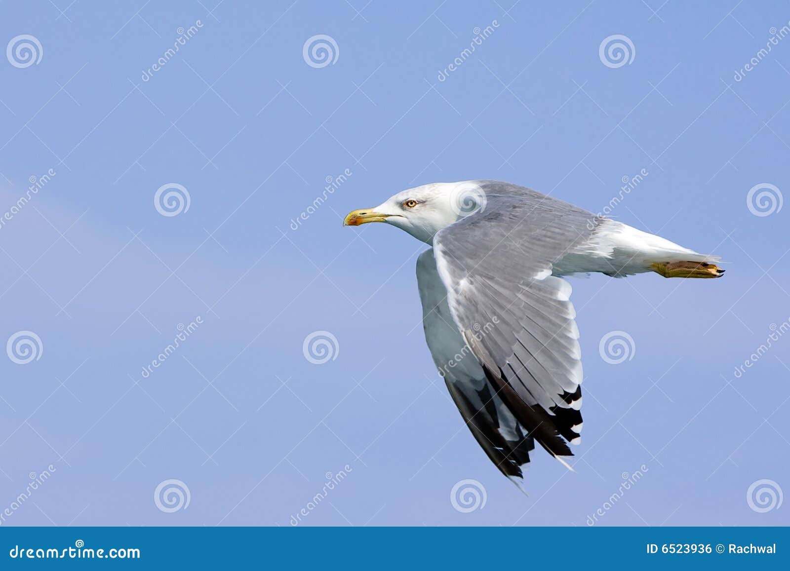 Poggiacucchiaio Uccellino Blu 3 In 1 | Leroy Merlin - Foto 5