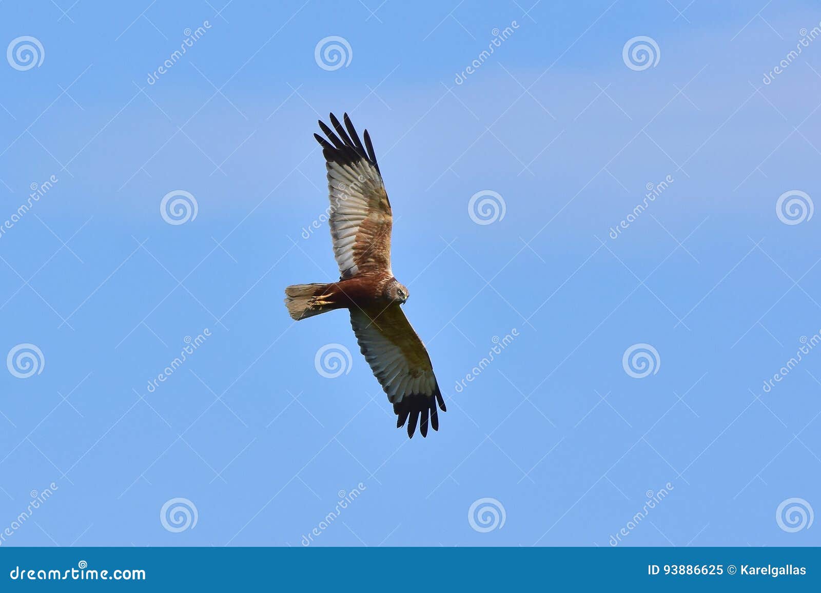 Uccello Di Buzzard Sulla Caccia Immagine