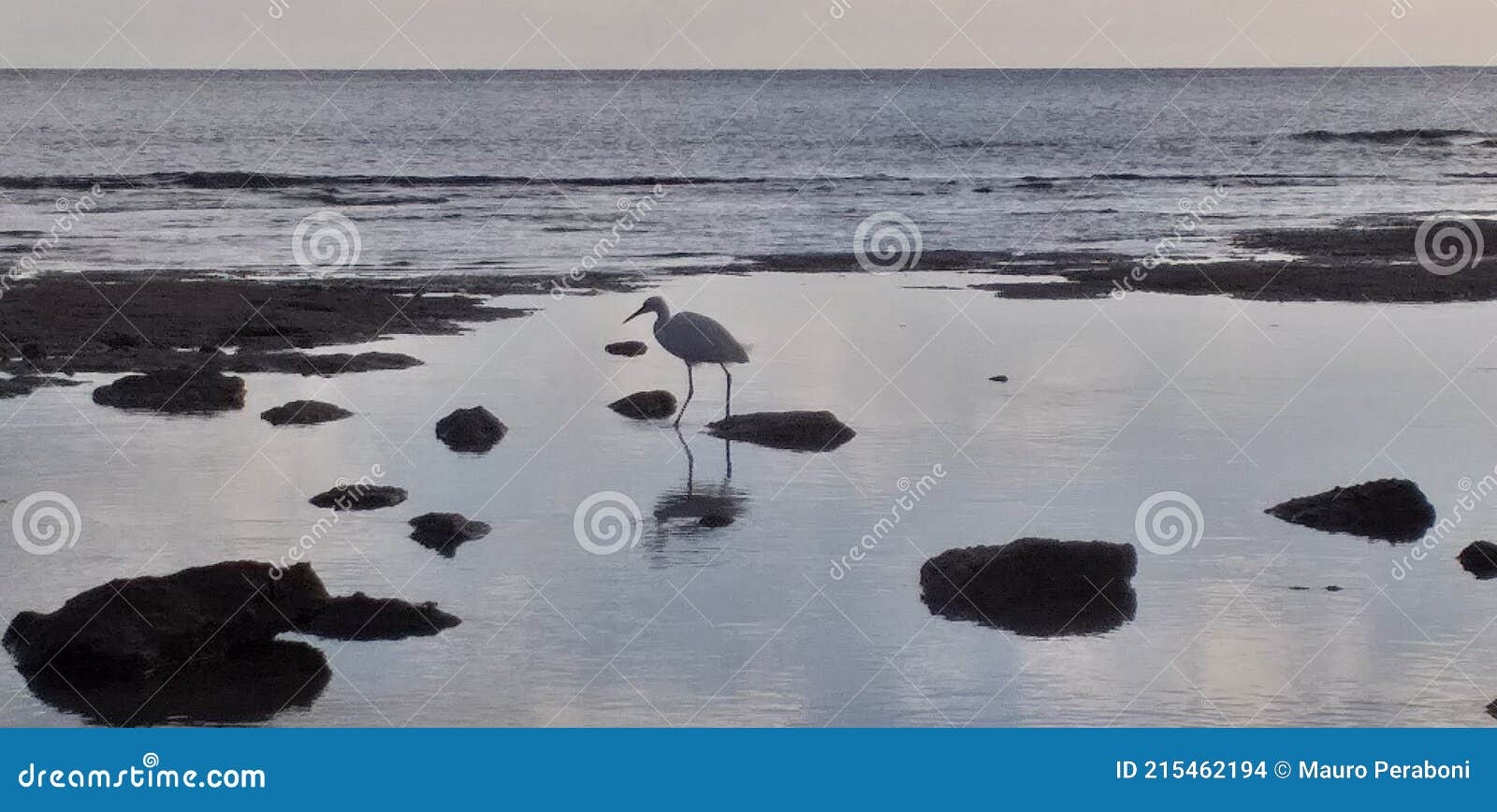 uccello marino bianco riflesso su acqua