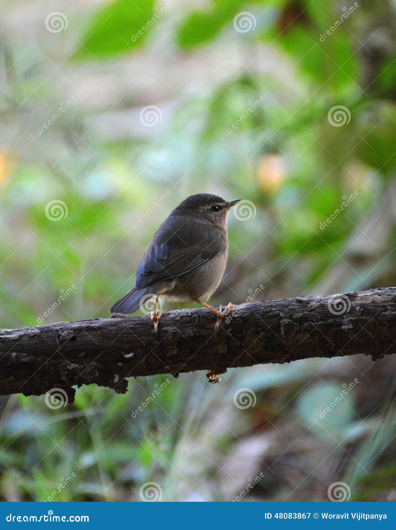 Uccello piccolo sul ramo immagine stock. Immagine di aperto 48083867