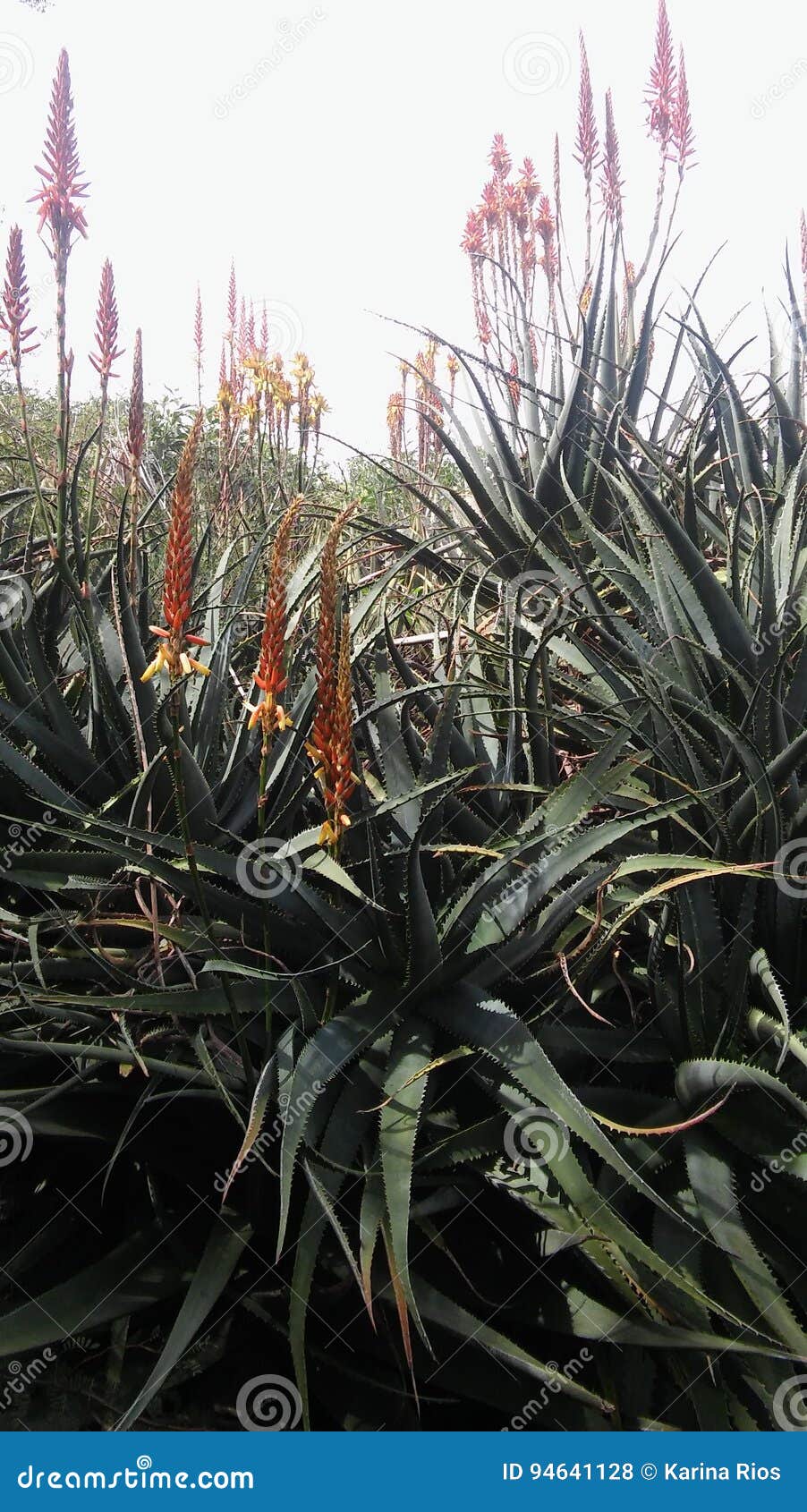 Ucr Botanical Gardens Stock Photo Image Of Plants Botanical