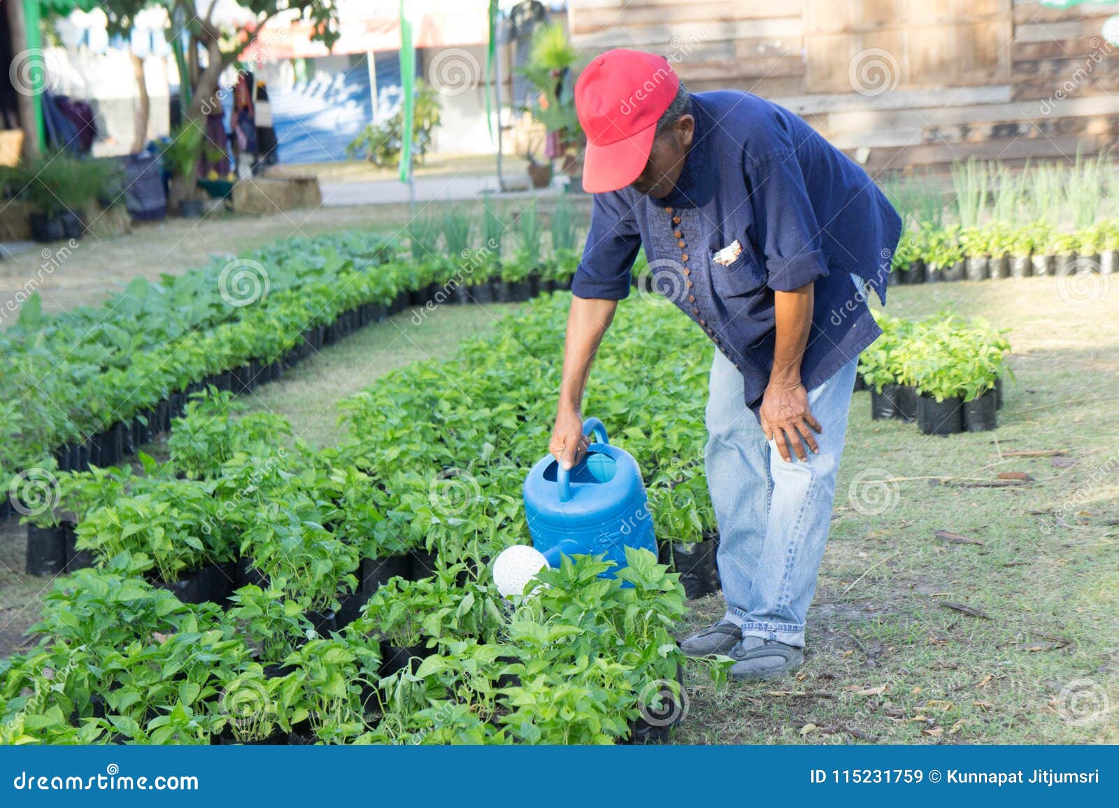 Udon Thani, Thailand Farmers Gardeners are Watering the Trees Editorial