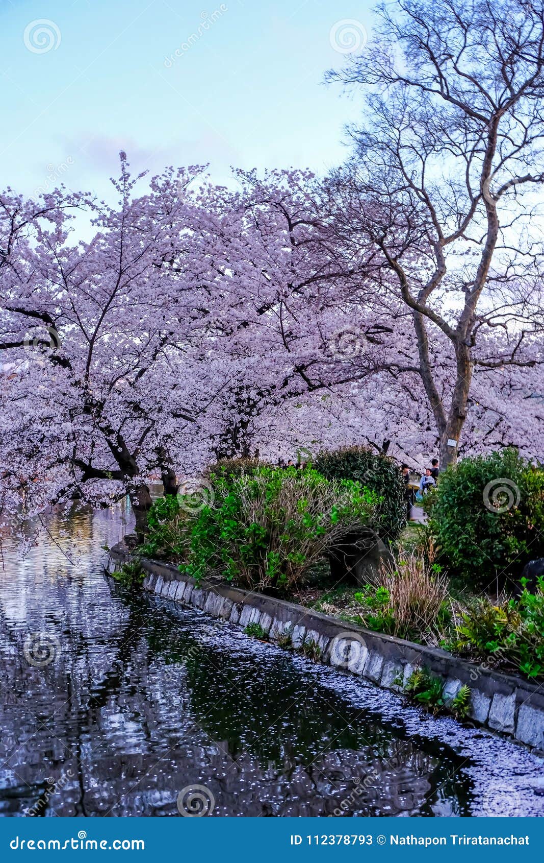 ueno sakura matsuri cherry blossom festival at ueno parkueno koen,taito,tokyo,japan on april 7,2017:cherry trees along shinoba