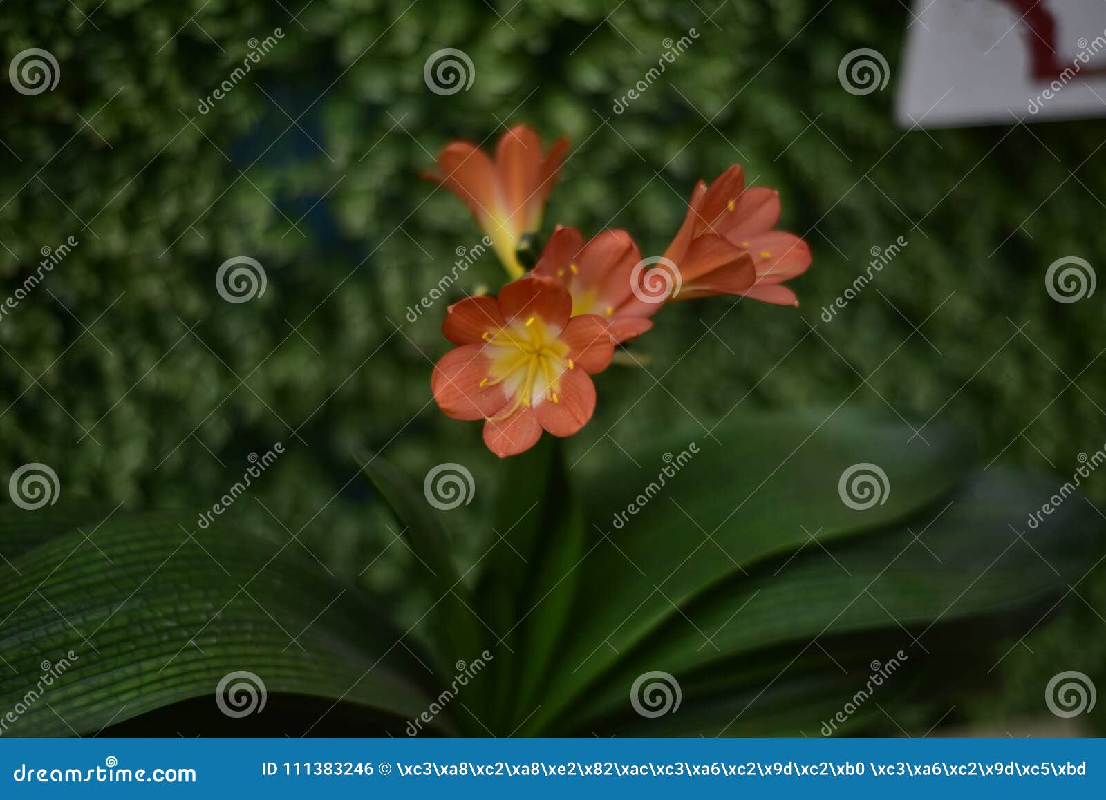 rare clivia open in winter