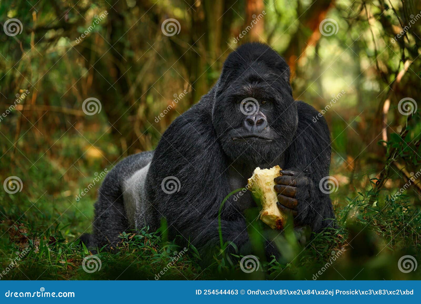 uganda mountain gorilla with food. detail head primate portrait with beautiful eyes. wildlife scene from nature. africa. mountain