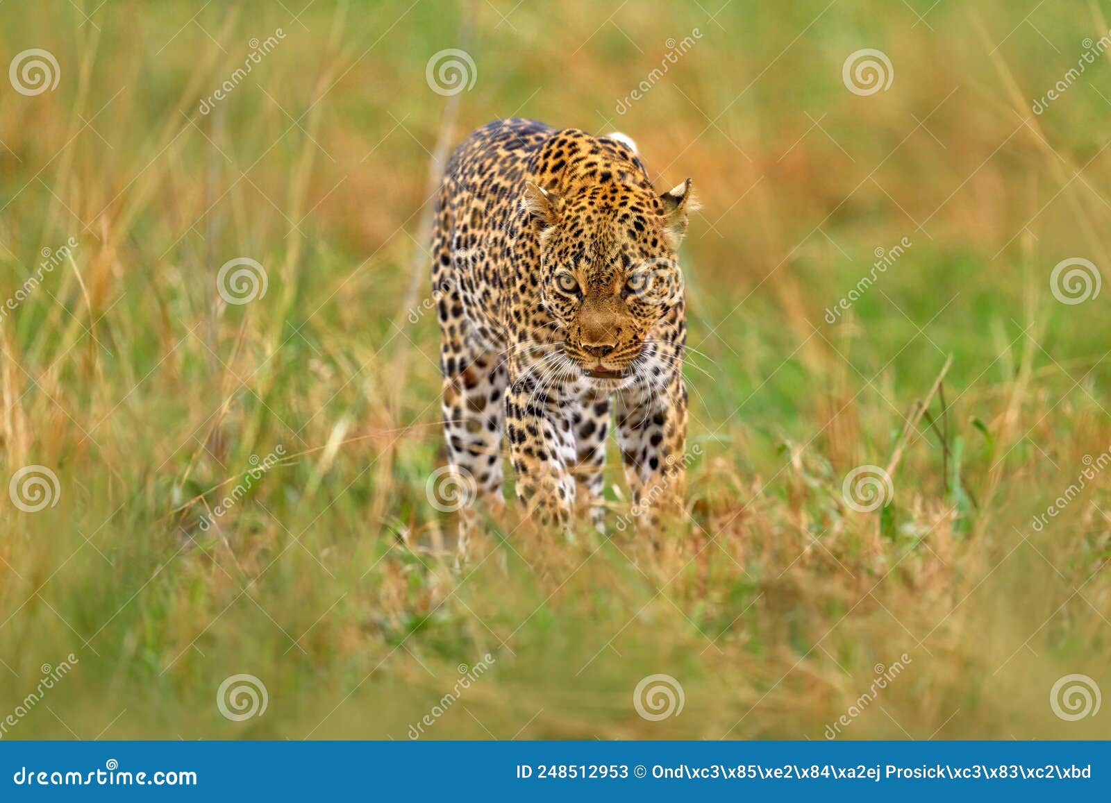 uganda wildlife. leopard, panthera pardus shortidgei, hidden head portrait in the nice orange grass, big wild cat in the nature