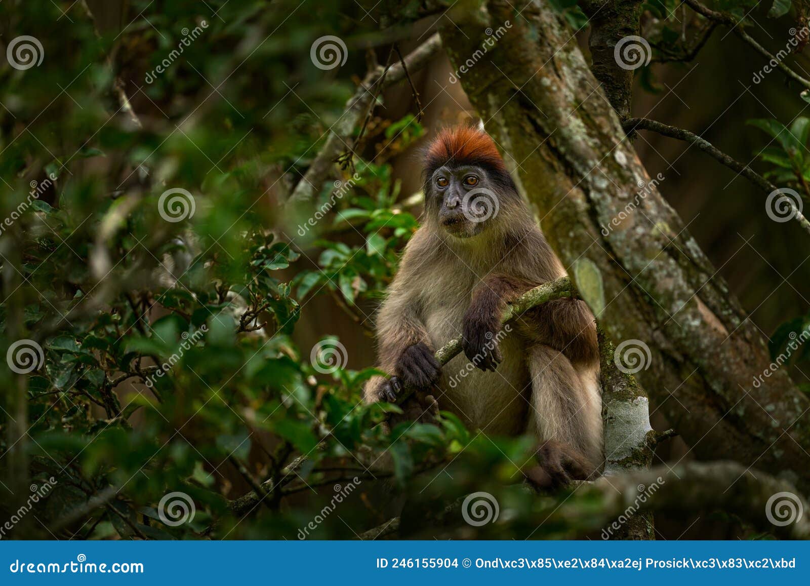 ugandan red colobus, piliocolobus tephrosceles, rufous head grey monkey sitting on tree trunk in tropic forest. red colobus in
