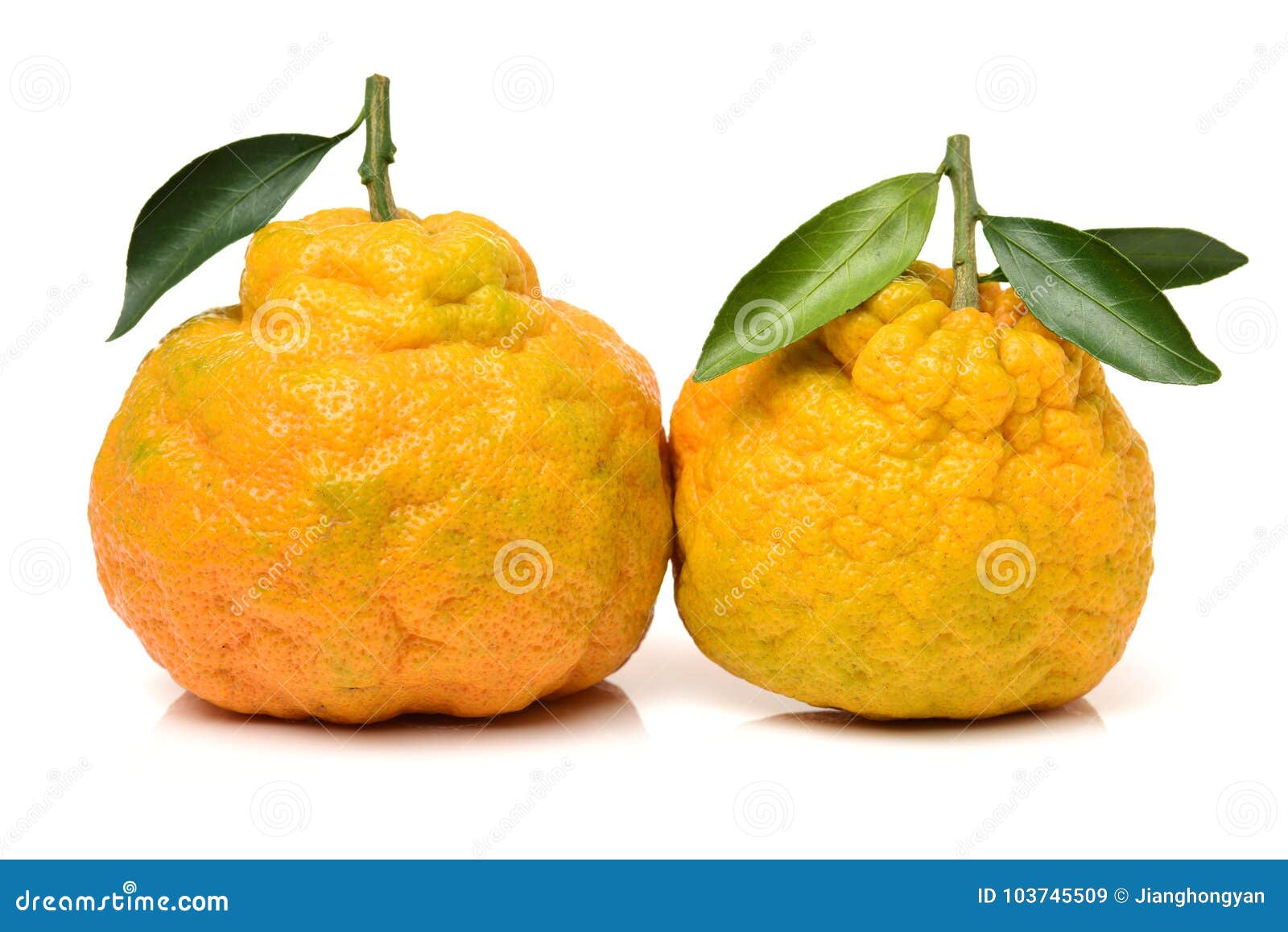 Ugli Grapefruit stock image. Image of ugli, slice, sweet - 103745509