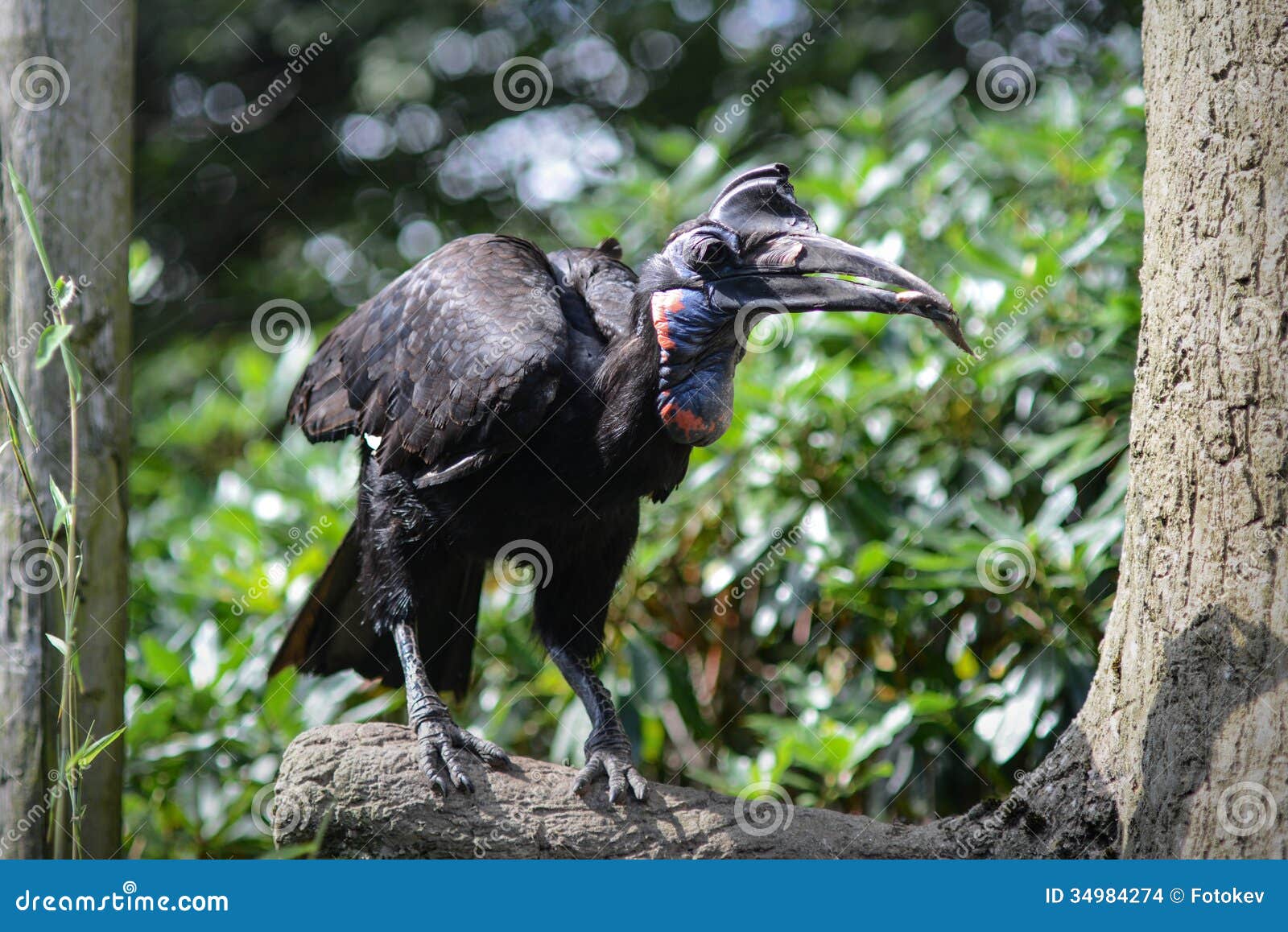 ventilation Vidner Wow Ugly Bird stock photo. Image of colourful, nature, bird - 34984274