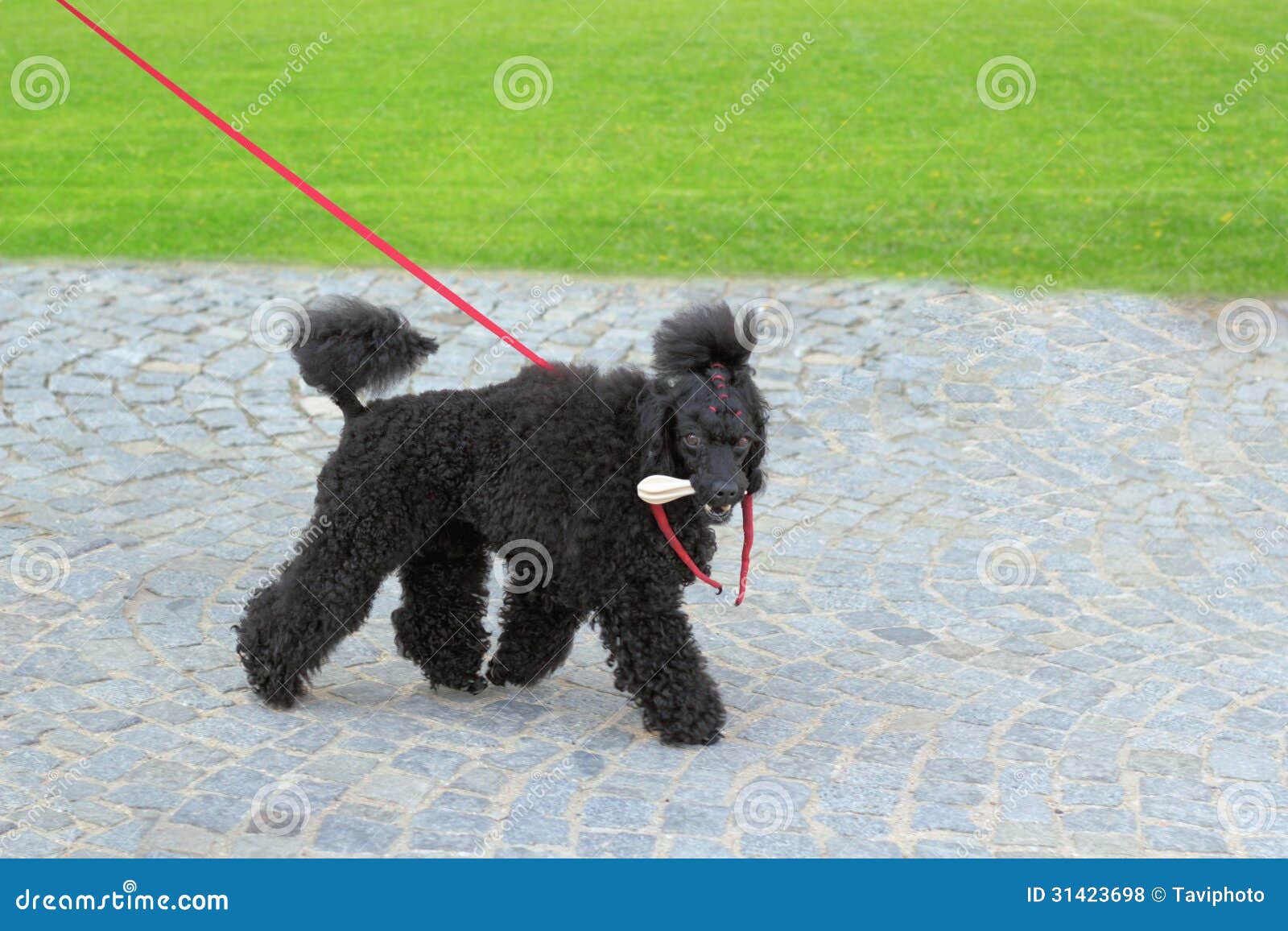 Caniche breed - ugly black dog walking in the park with a bone in its mouth