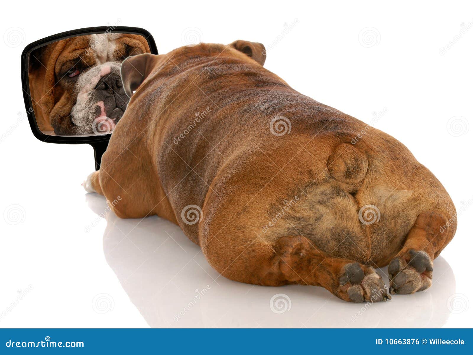 3,593 Ugly Dog Stock Photos - Free & Royalty-Free Stock Photos from Dreamstime 3,593 Ugly Dog Stock Photos - Free & Royalty-Free Stock Photos from Dreamstime