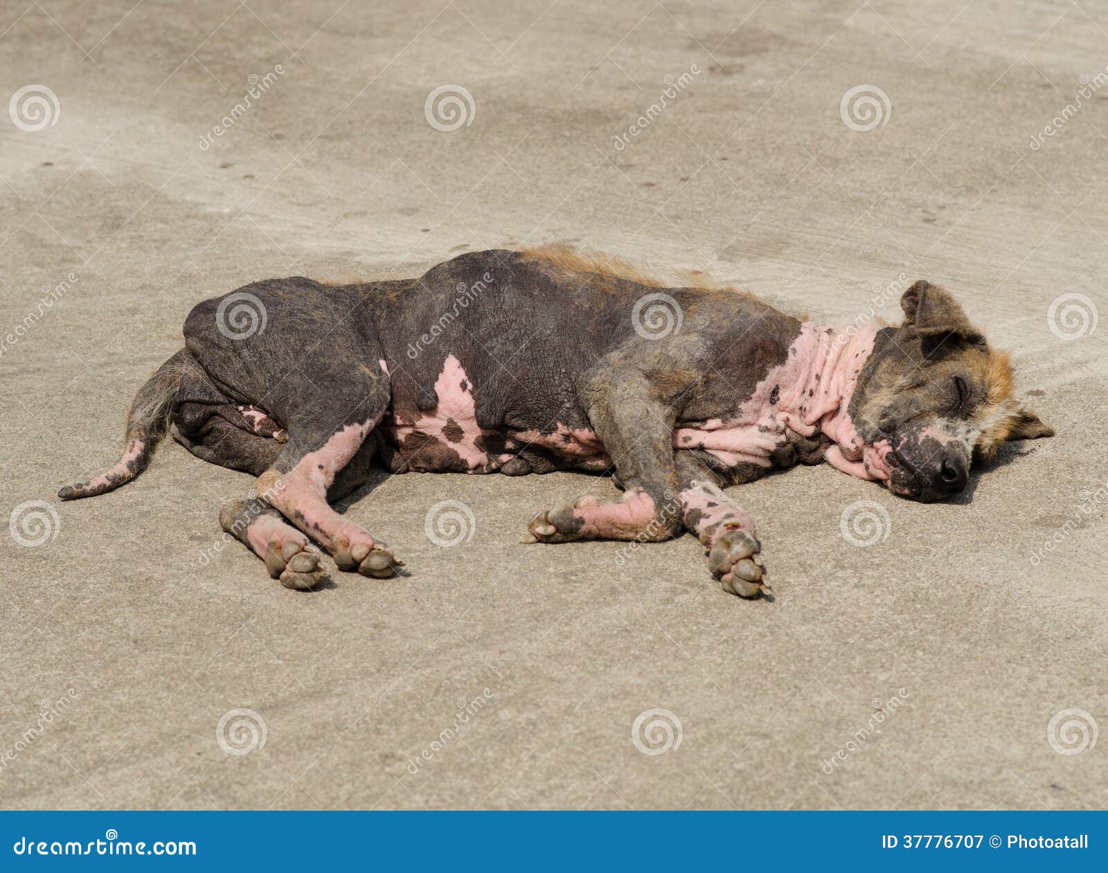 Ugly Dog stock image. Image of hair, homeless, pain, rough 37776707