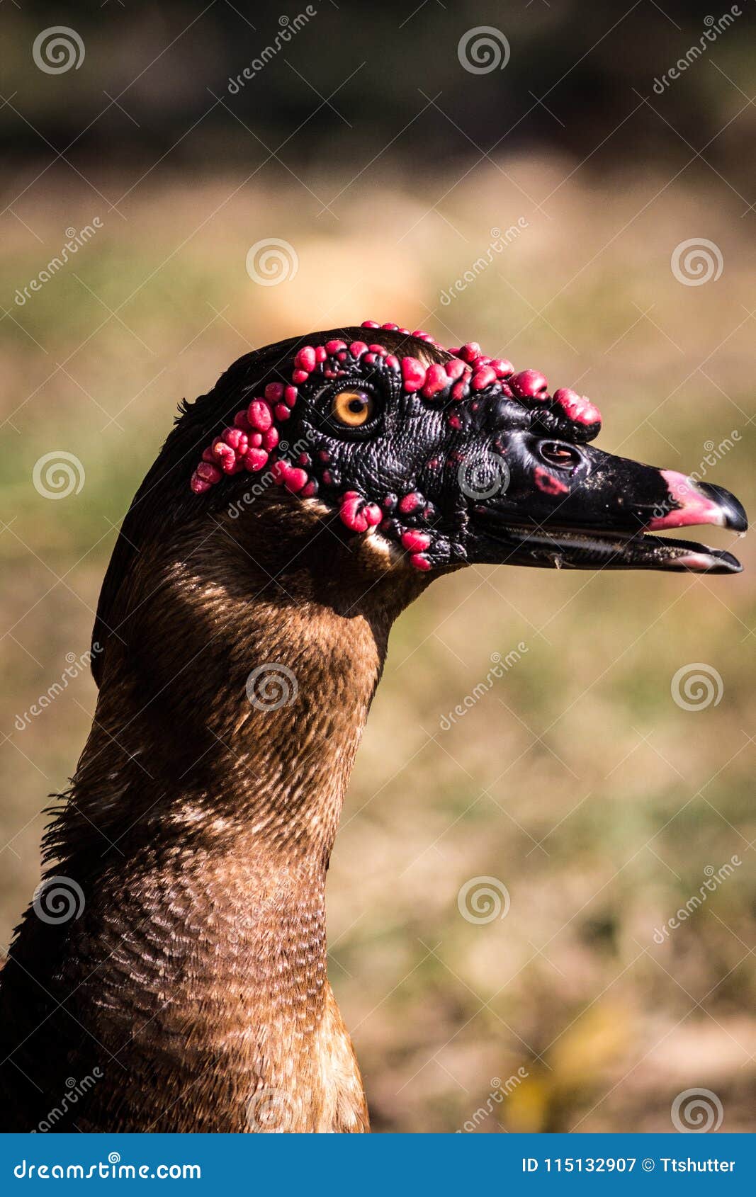 Ugly duck stock image. Image of poultry, muscovy, alone - 115132907