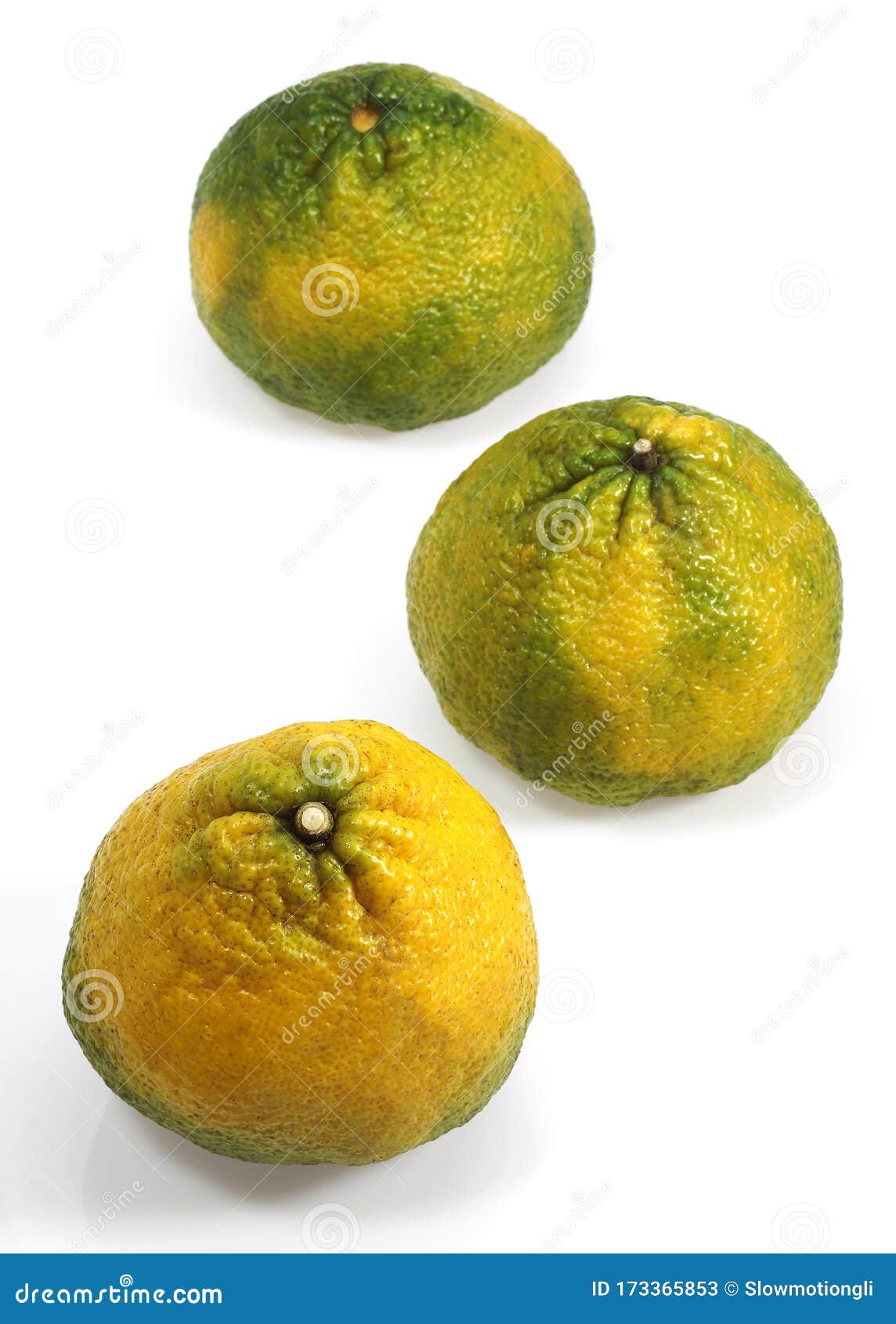 PAMPLEMOUSSE UGLY stock image. Image of citrus, fruit 173365853
