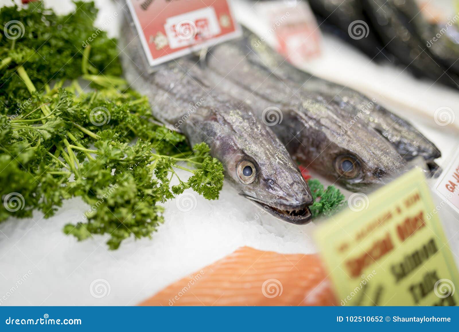 Ugly Looking Fresh Hake Fish with Sharp Teeth on Ice with Parsley, Salmon  and Price Labels on a Market Stall in England, United K Stock Photo - Image  of fishing, cuisine: 102510652