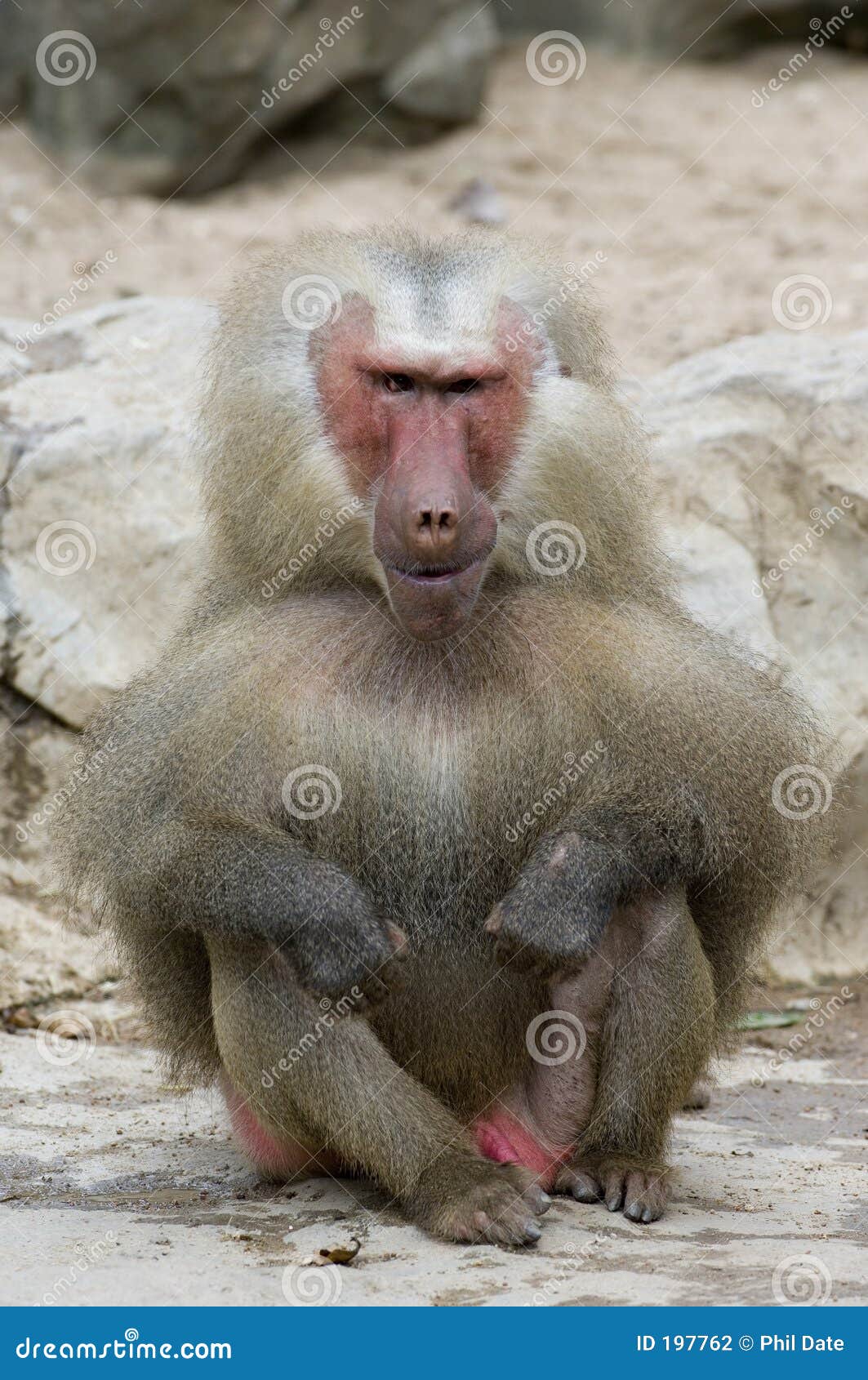 257 Ugly Monkey Photos Free Royalty Free Stock Photos From Dreamstime