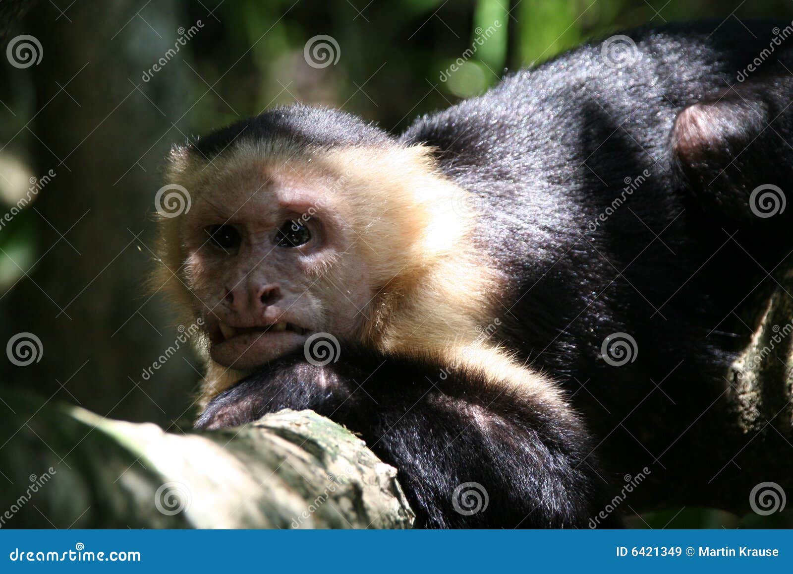 257 Ugly Monkey Photos Free Royalty Free Stock Photos From Dreamstime