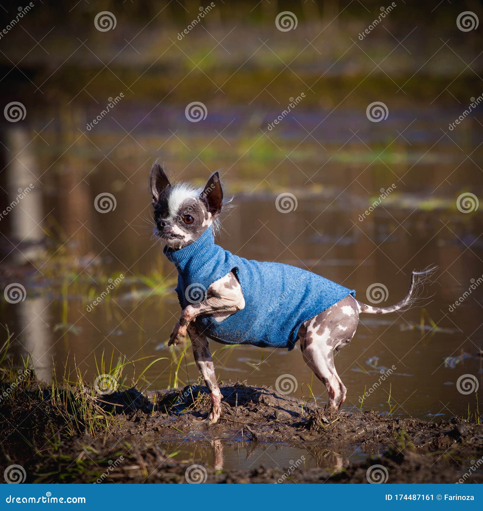 Ugly Peruvian Hairless And Chihuahua Mix Dog On Grass Stock Image Image Of Cute Pattern