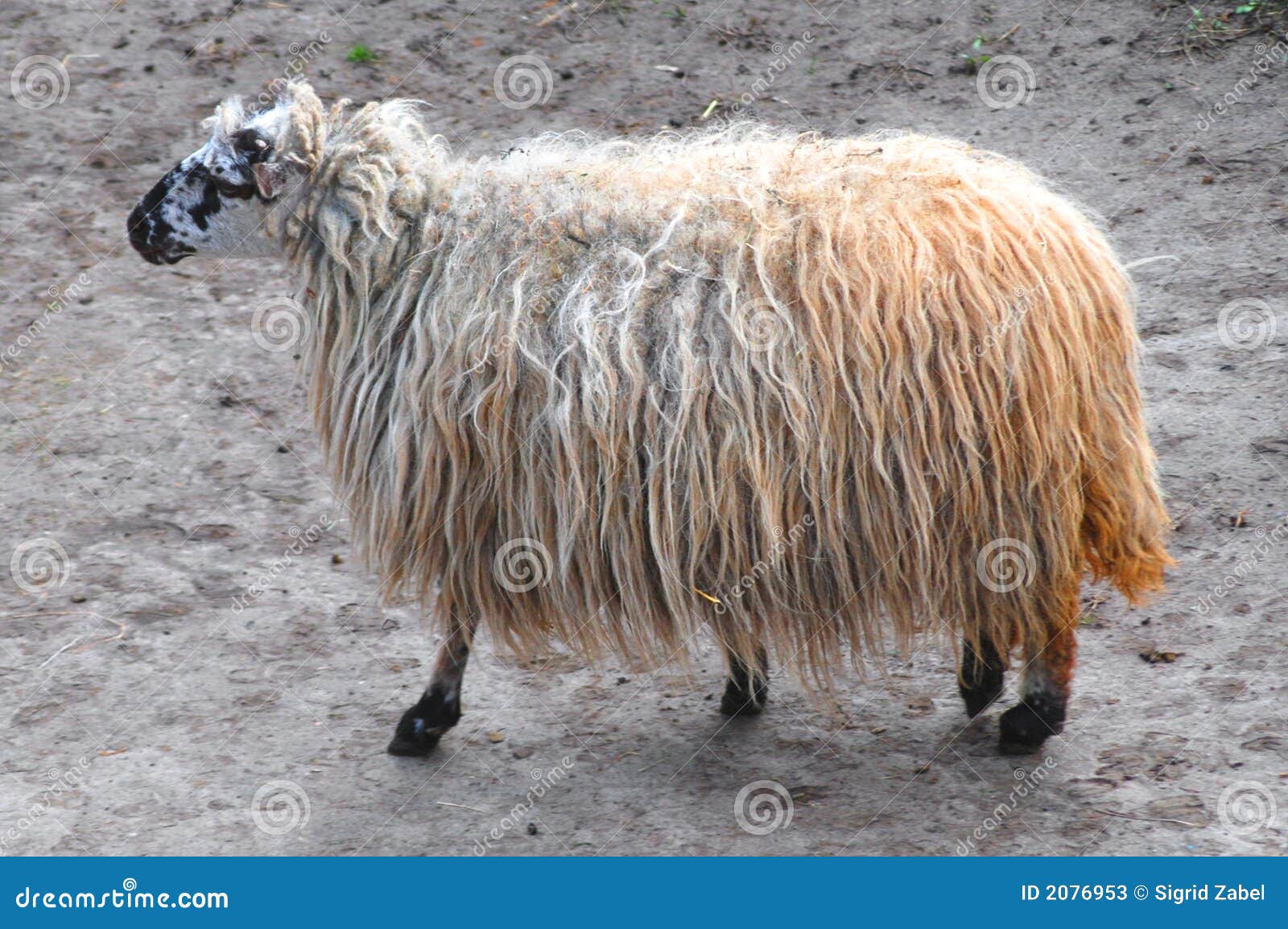Ugly sheep stock image. Image of animal, carpet, flokati - 2076953 Ugly sheep stock image. Image of animal, carpet, flokati - 2076953
