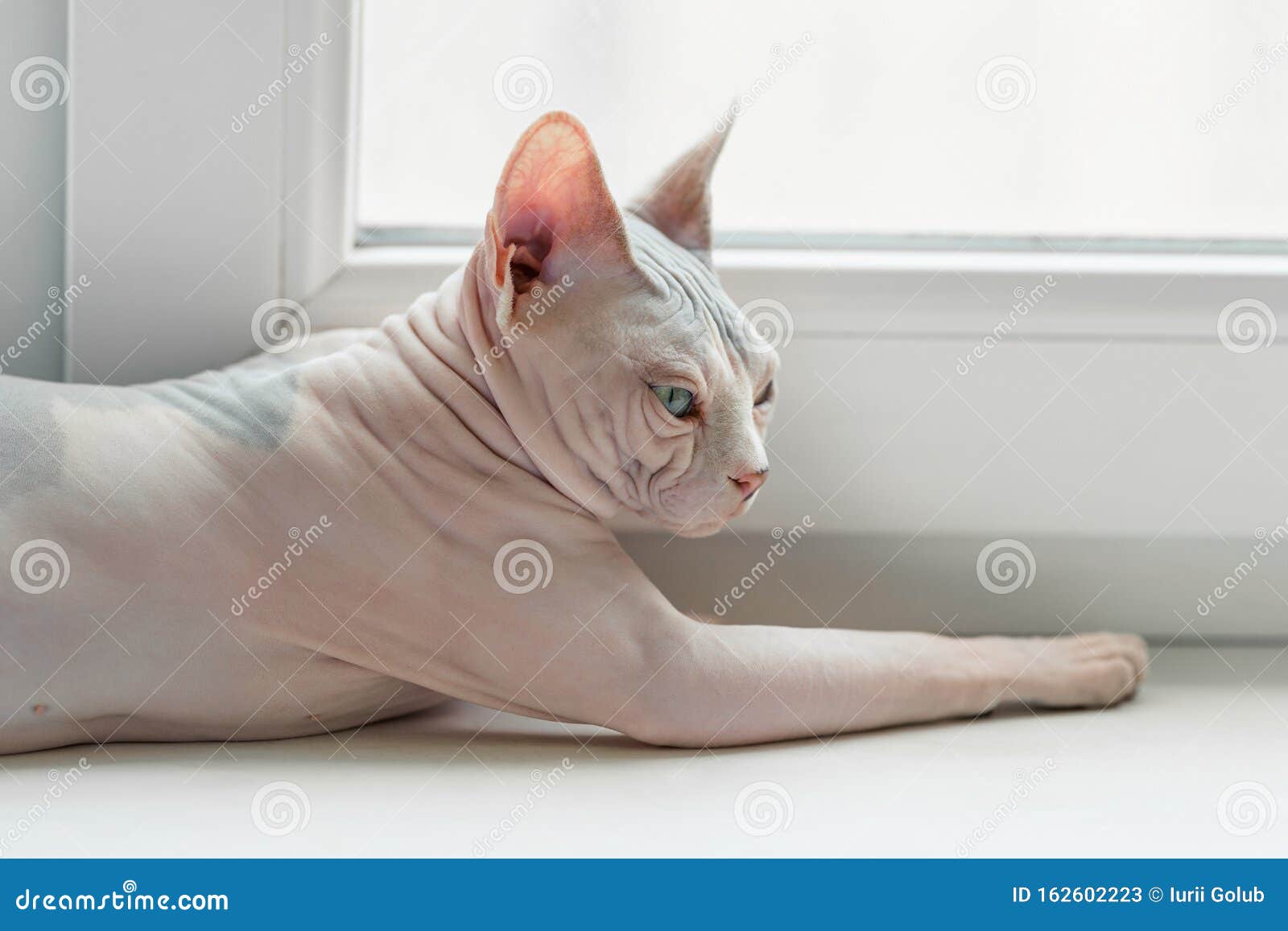 ugly hairless cat