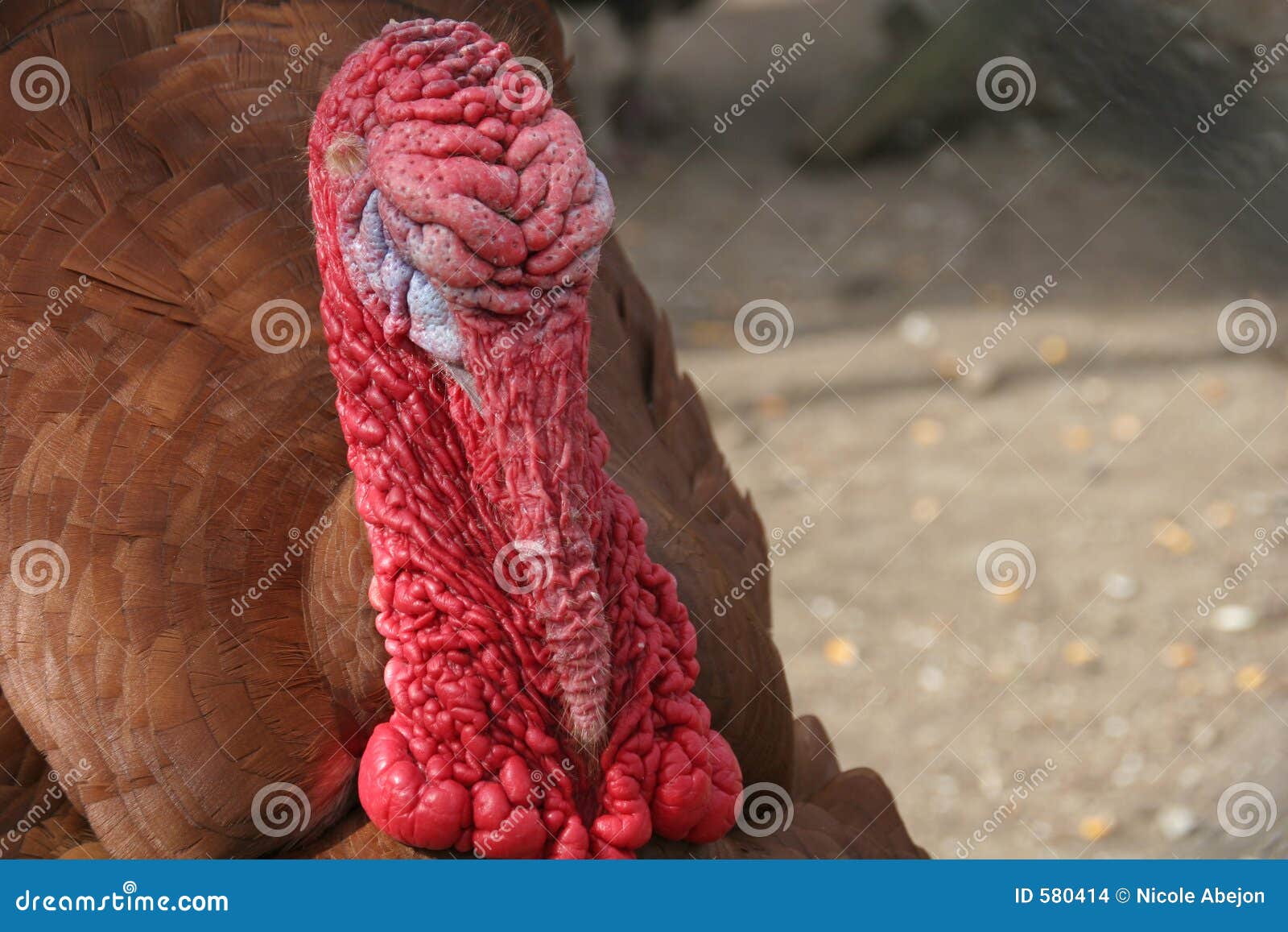 2024 thanksgiving half marathon
