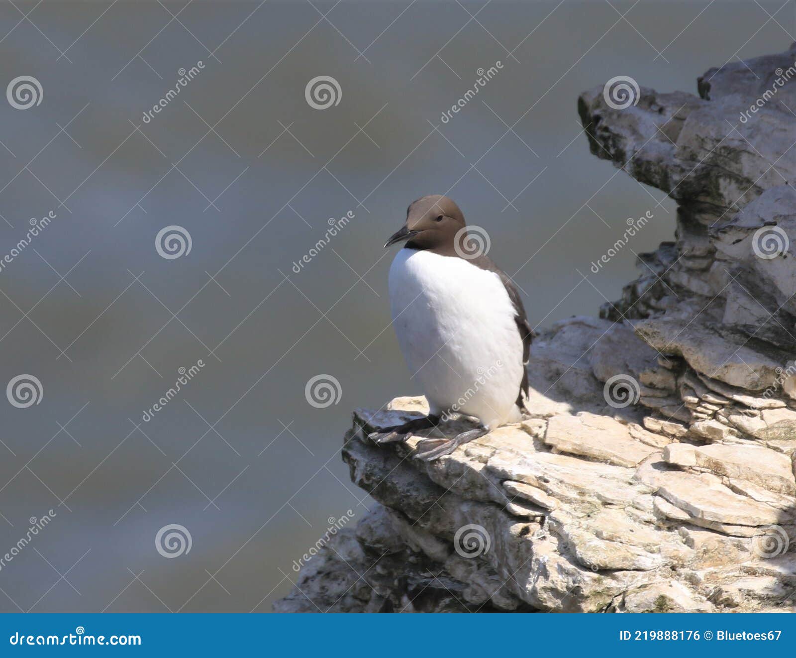 guillemot auk sat on cliff edge