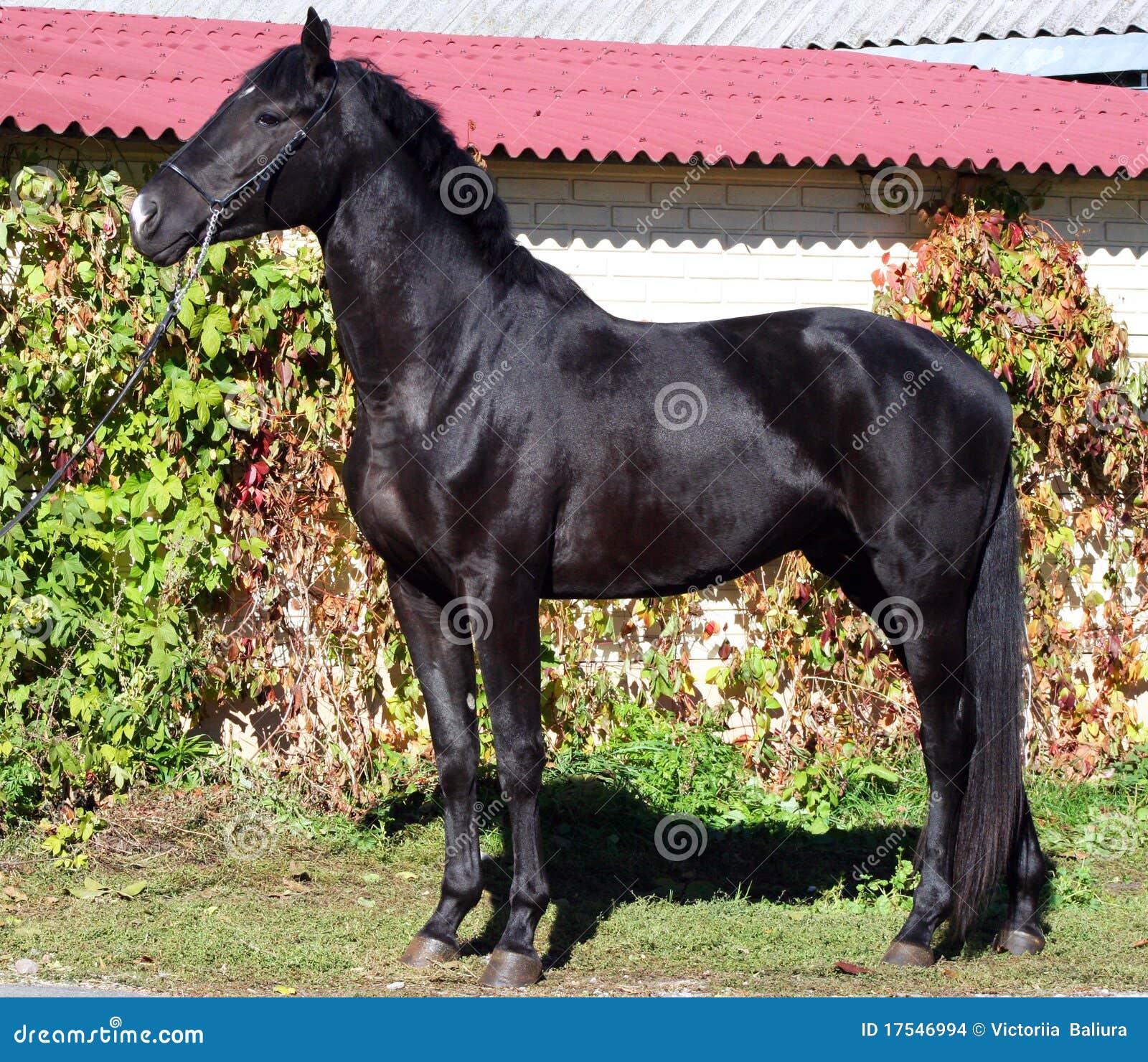 Ukrainian horse breed stock photo. Image of bloodstock 17546994