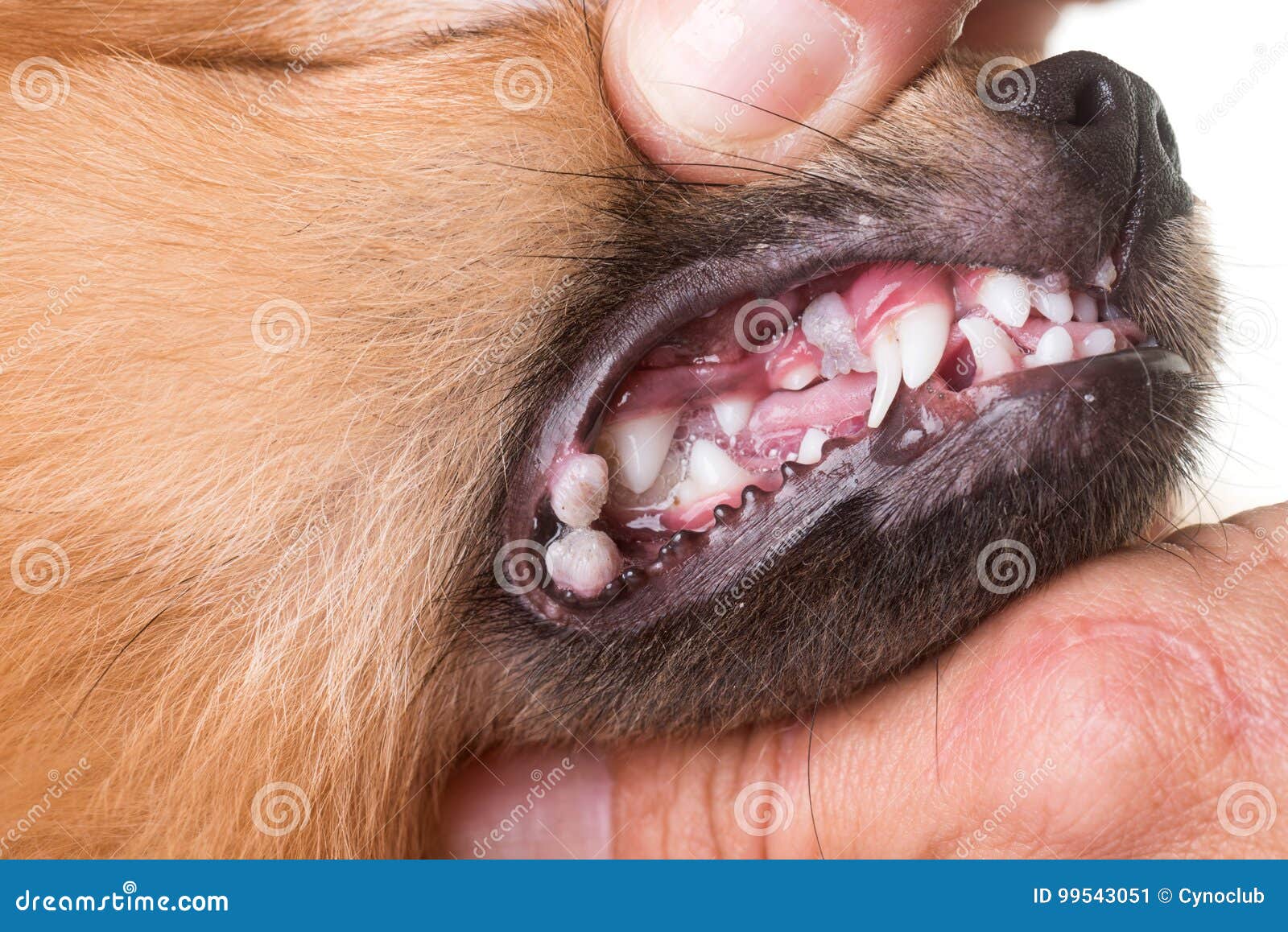 Ulcera Della Bocca Sul Cane Immagine Stock Immagine di ulcera, denti