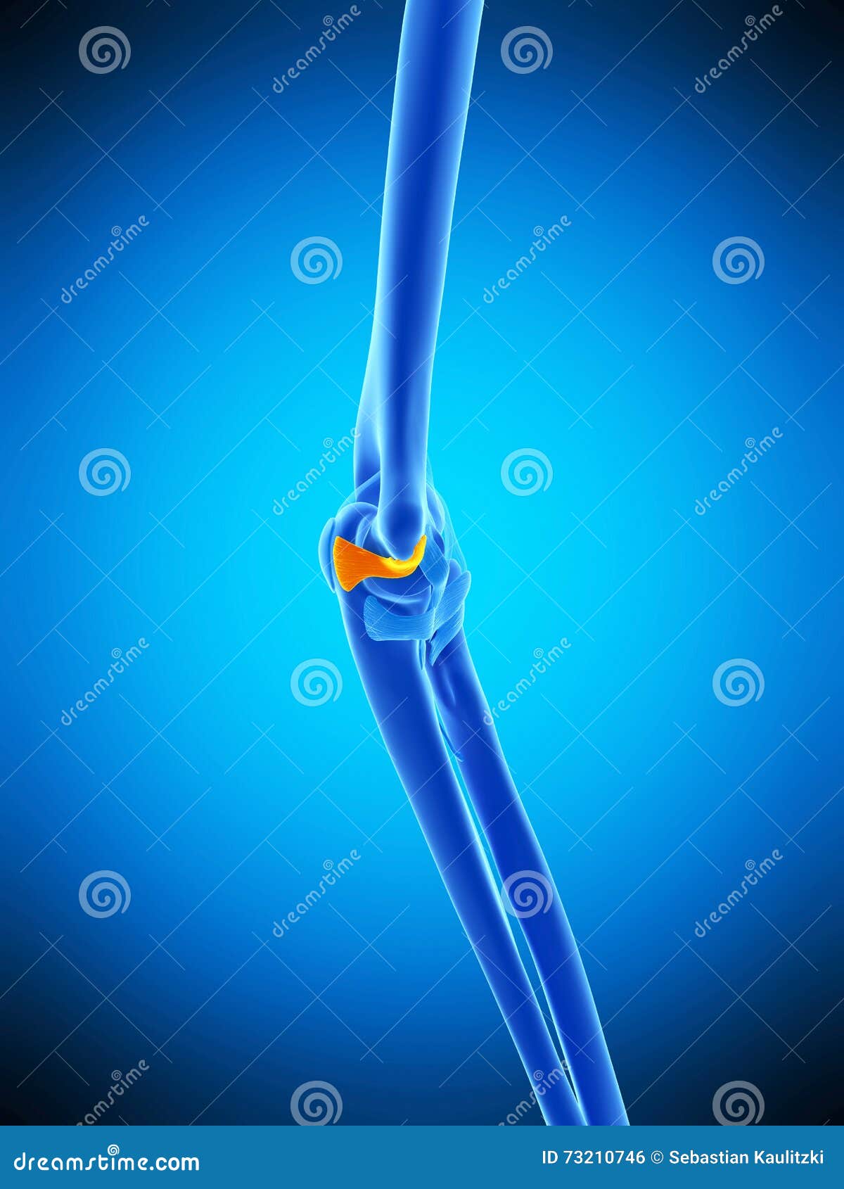 the ulnar collateral ligament